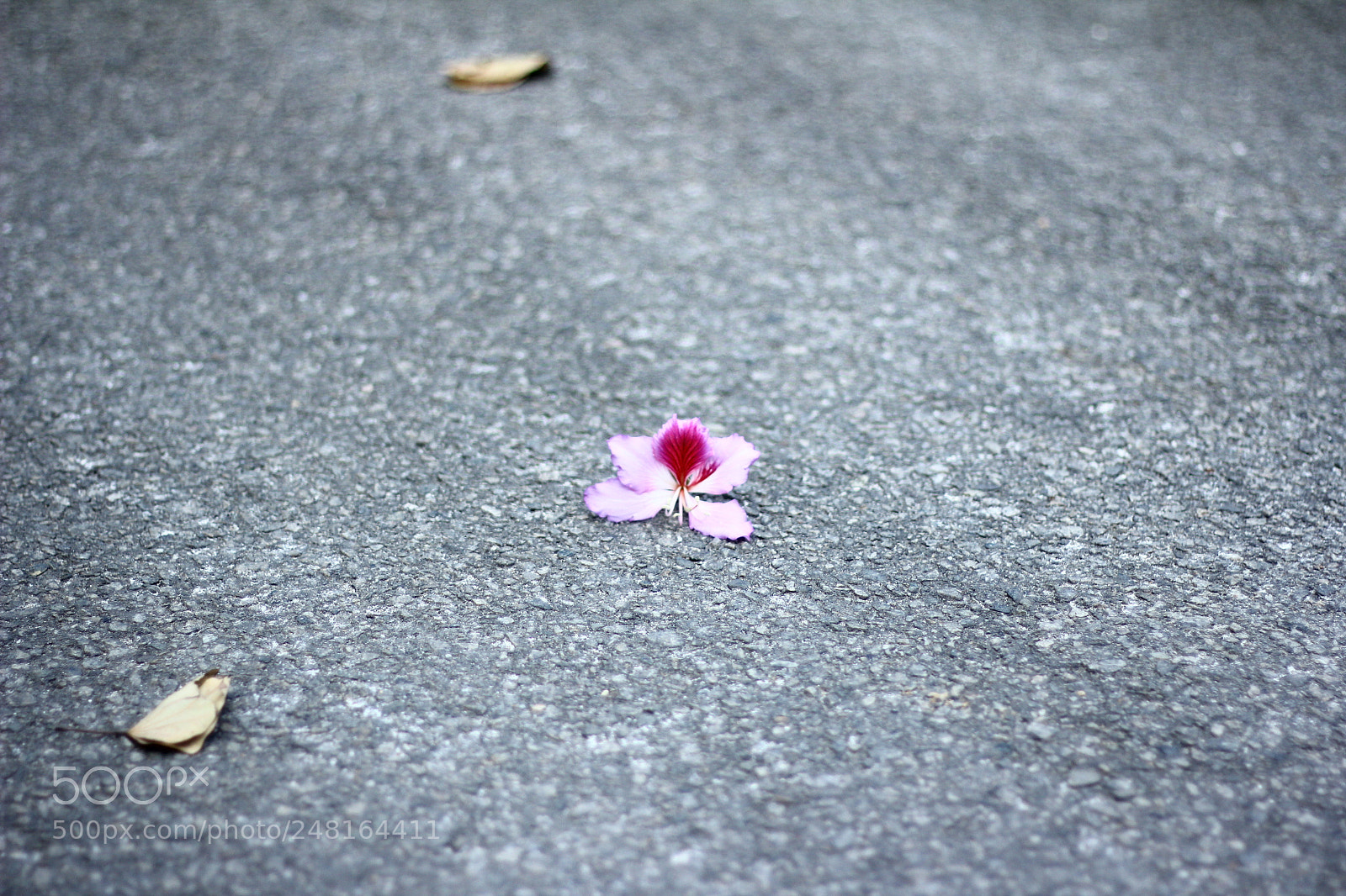 Canon EOS 60D + Canon EF 50mm F1.8 STM sample photo. The fallen petal photography