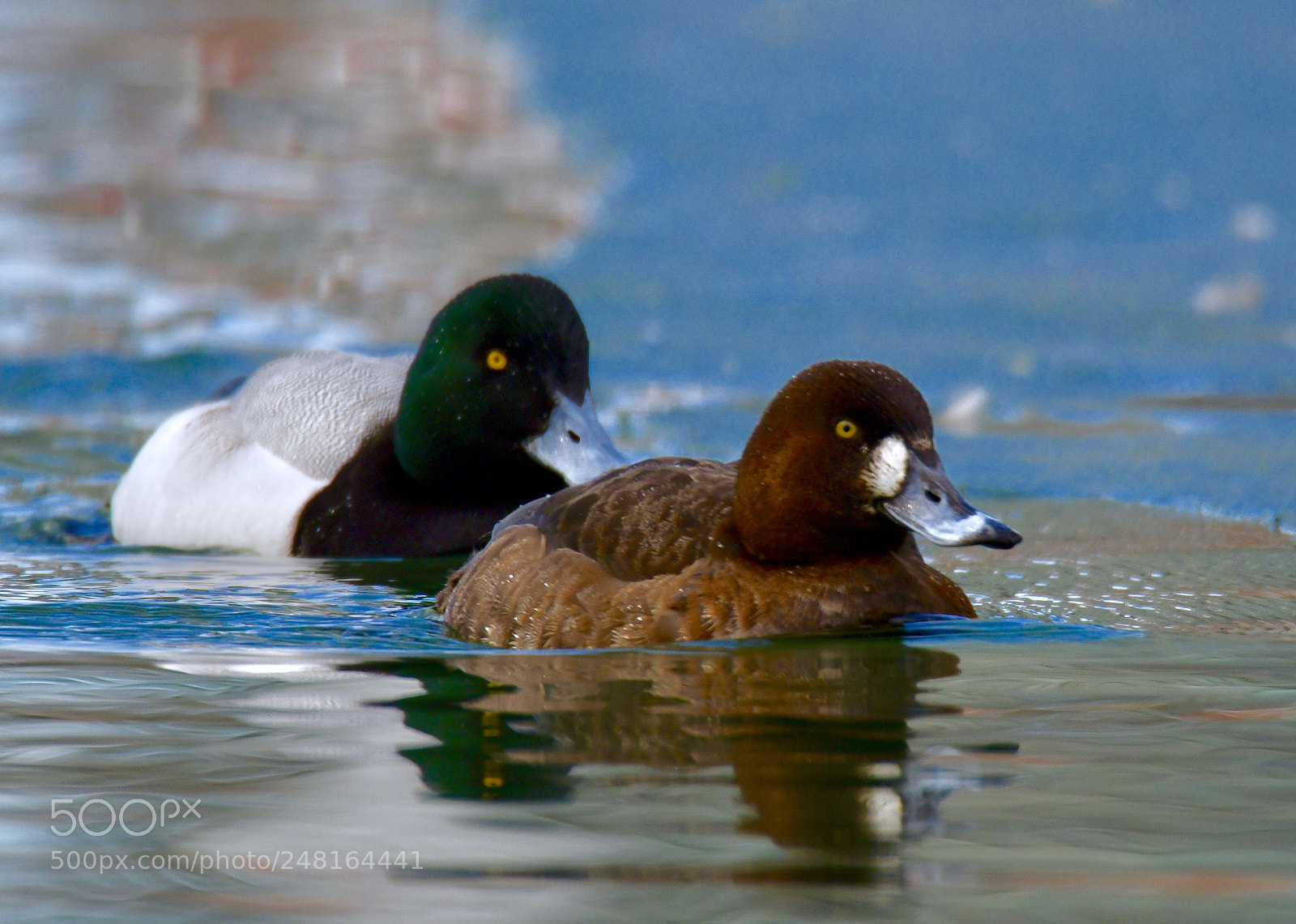 Nikon D850 sample photo. Lesser scaup duck couple photography