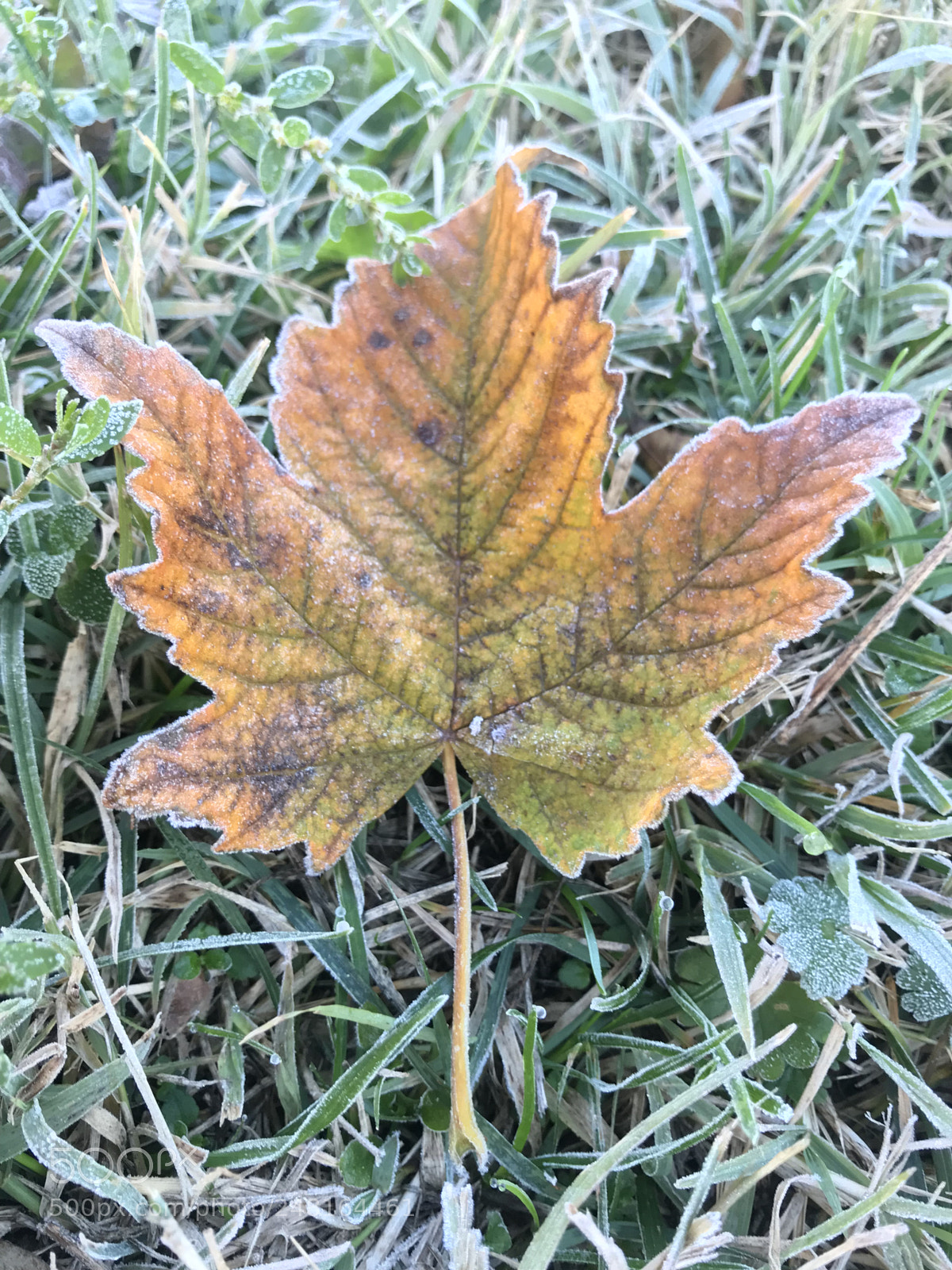 Apple iPhone 7 sample photo. Img photography