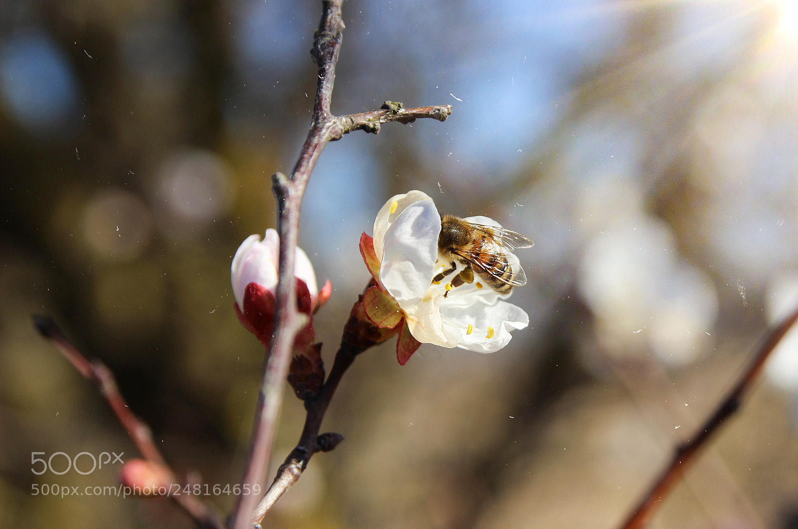 Canon EOS 600D (Rebel EOS T3i / EOS Kiss X5) sample photo. Blooming tree and bee photography