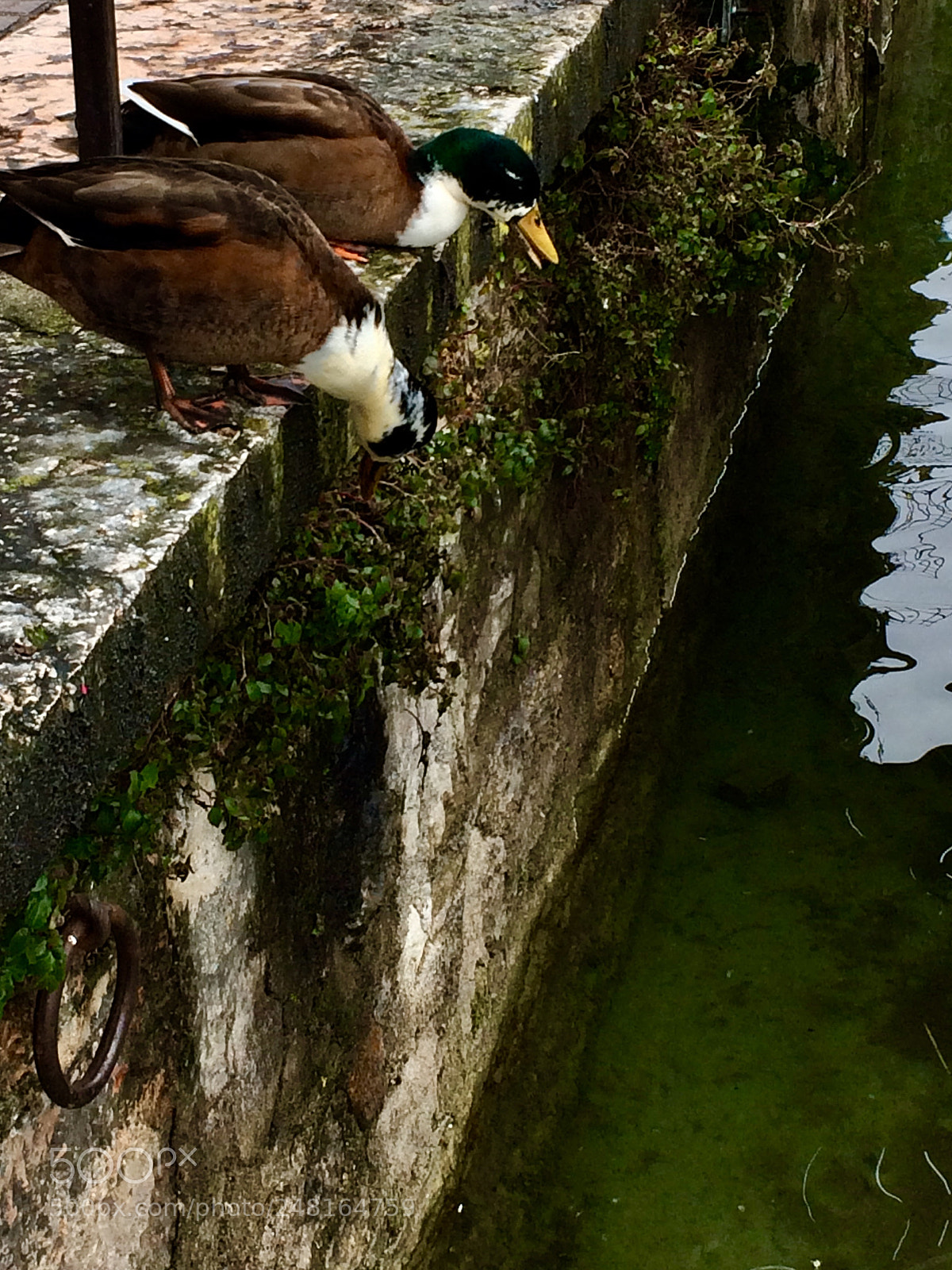 Apple iPhone 5s sample photo. Ducks photography
