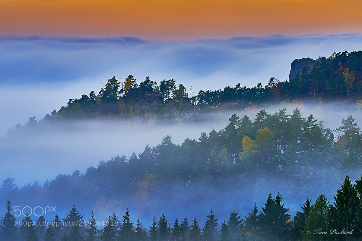 Nikon D600 sample photo. Foggy morning in the photography