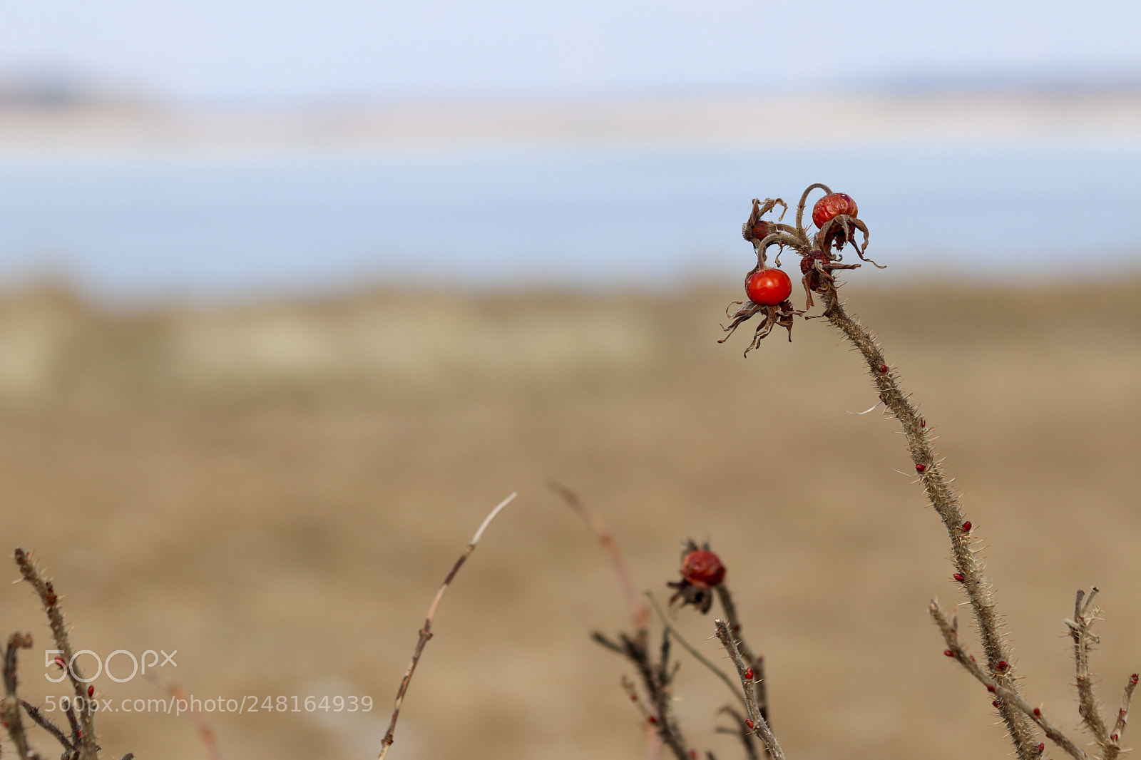 Canon EOS 77D (EOS 9000D / EOS 770D) sample photo. Old fruit photography