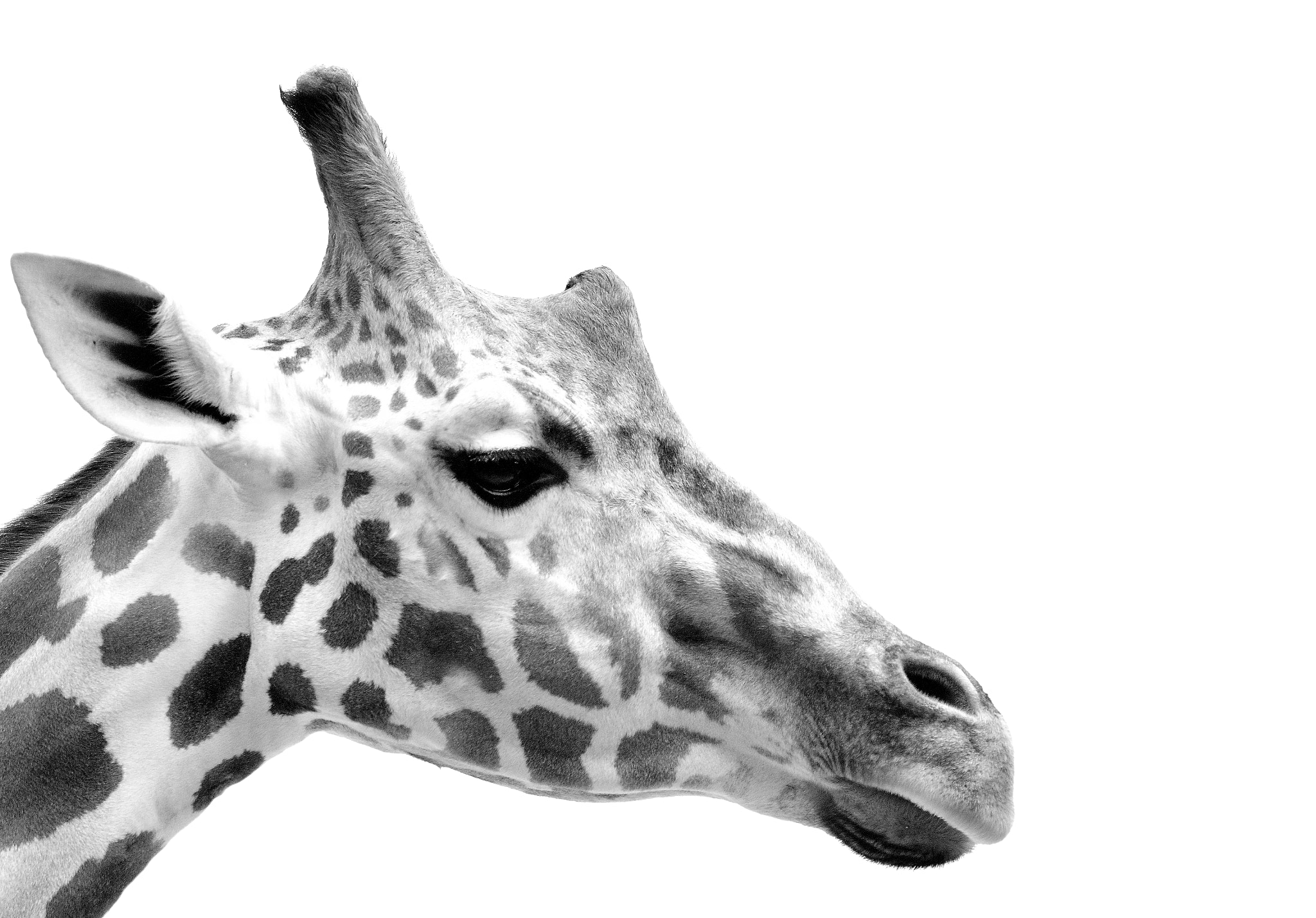 Nikon AF-S Nikkor 70-200mm F2.8G ED VR II sample photo. Giraffe - taronga zoo photography
