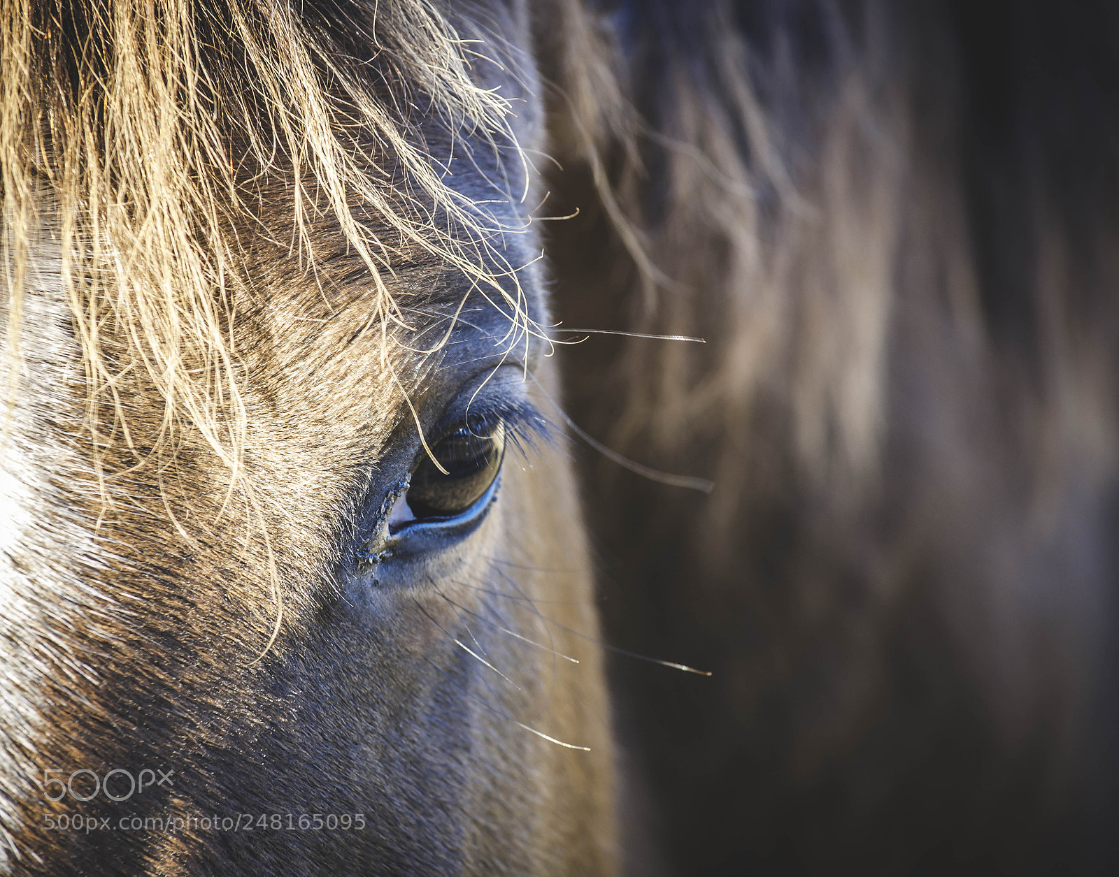 Nikon D7100 sample photo. Horse eye photography