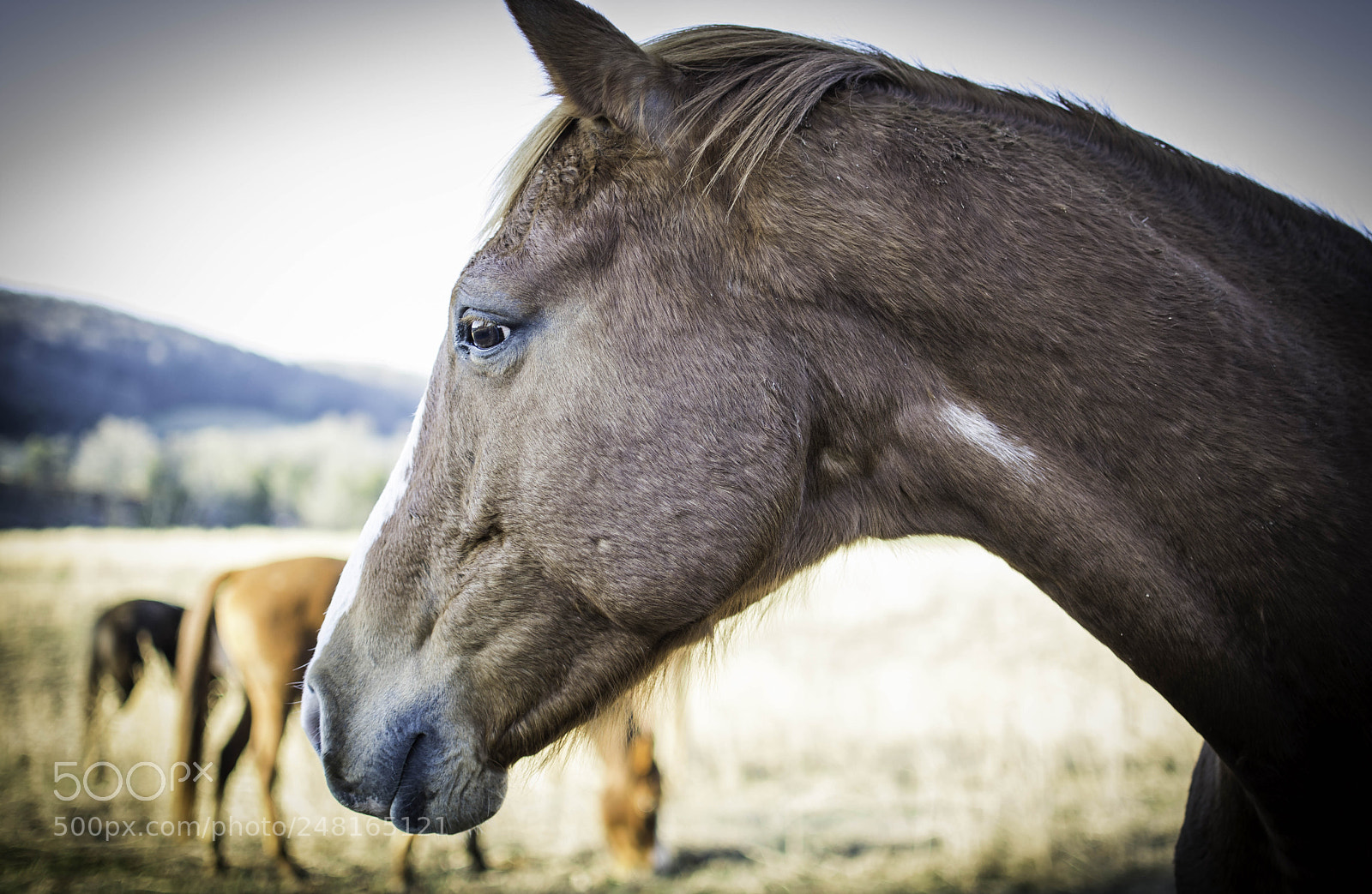 Nikon D7100 sample photo. Horse farm photography