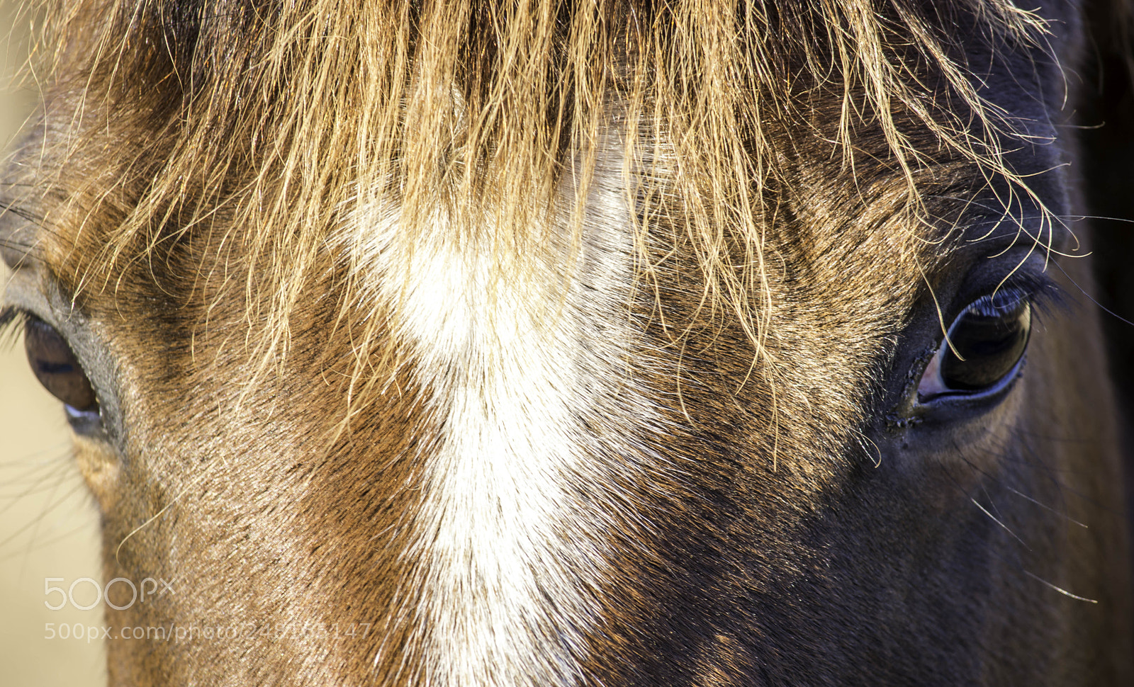 Nikon D7100 sample photo. Horse eyes photography