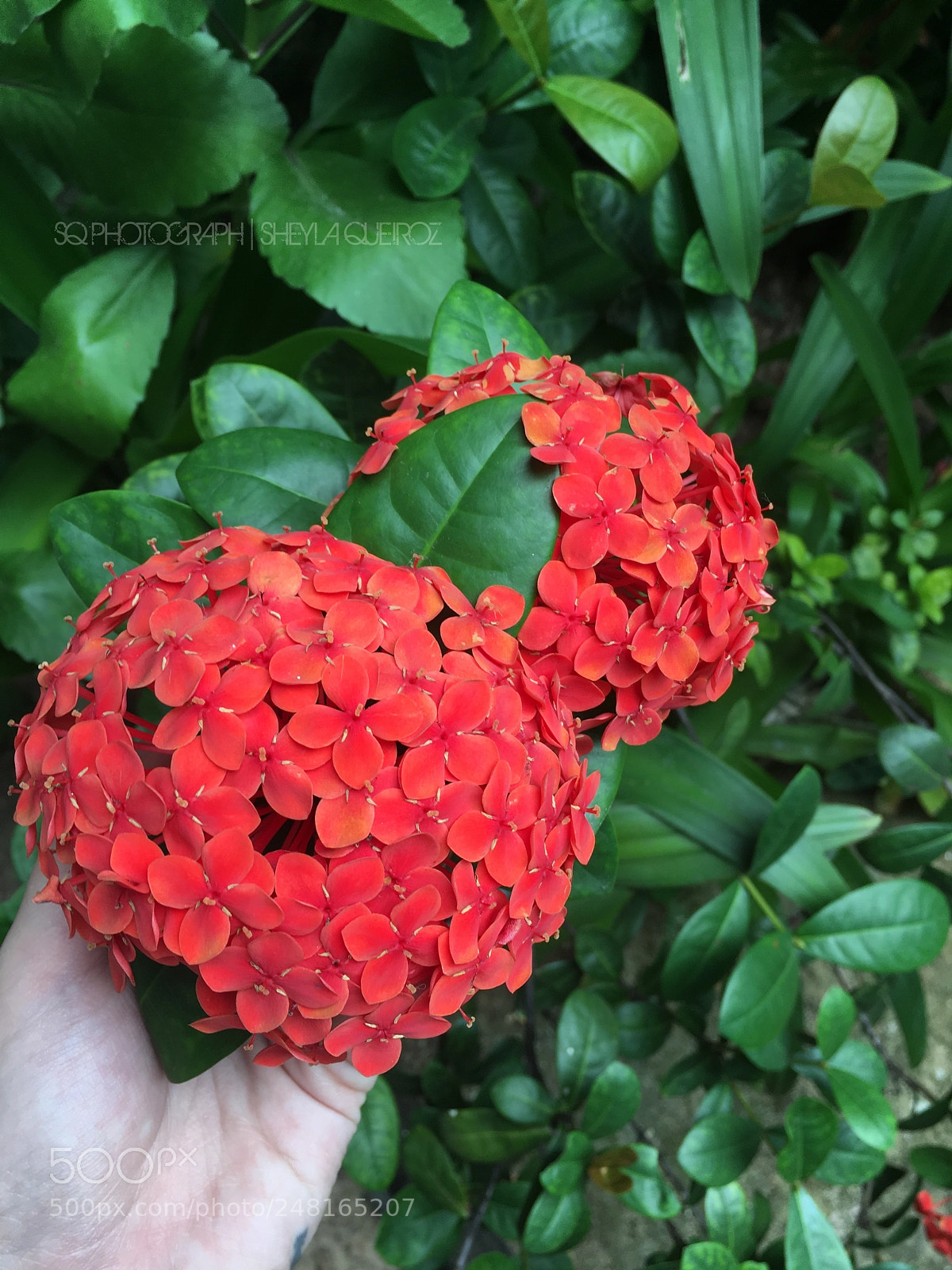 Apple iPhone 6s sample photo. Flower photography