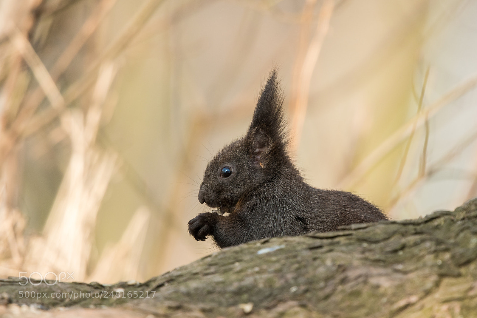 Nikon D500 sample photo. Hungry squirrel photography
