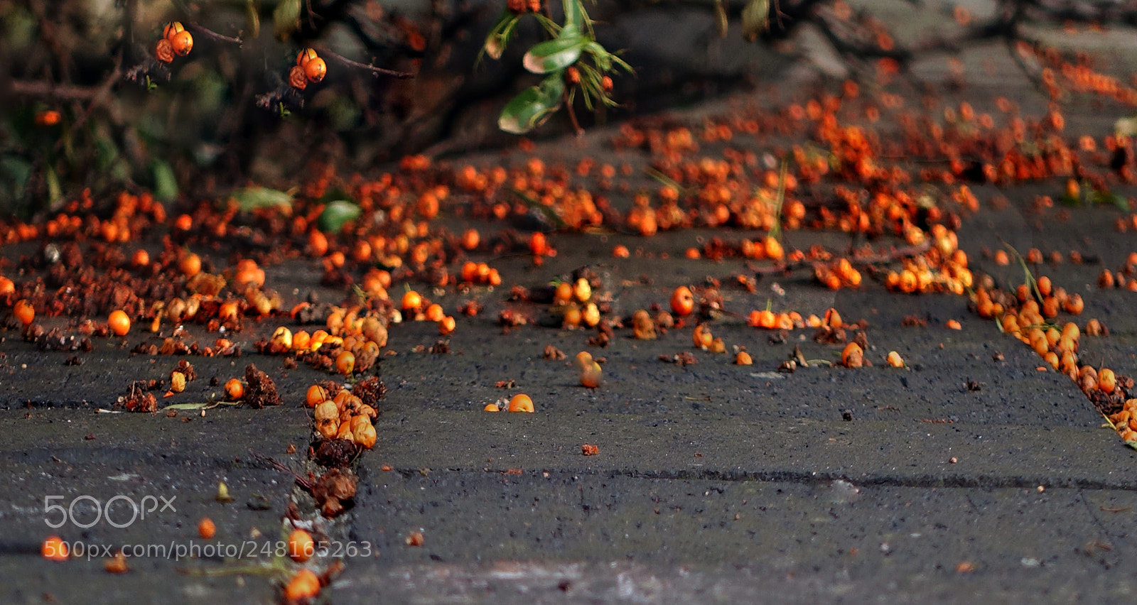 Sony Cyber-shot DSC-RX100 III sample photo. Wild berries photography