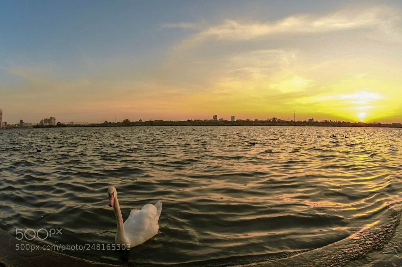 Nikon D7500 sample photo. A swan in the photography