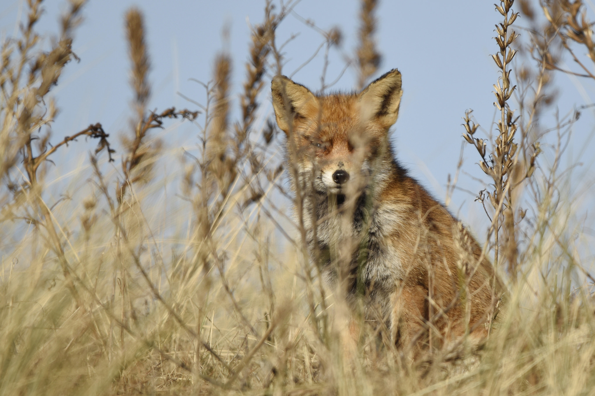 Nikon D5500 + Sigma 150-600mm F5-6.3 DG OS HSM | C sample photo. Red fox was watching me photography