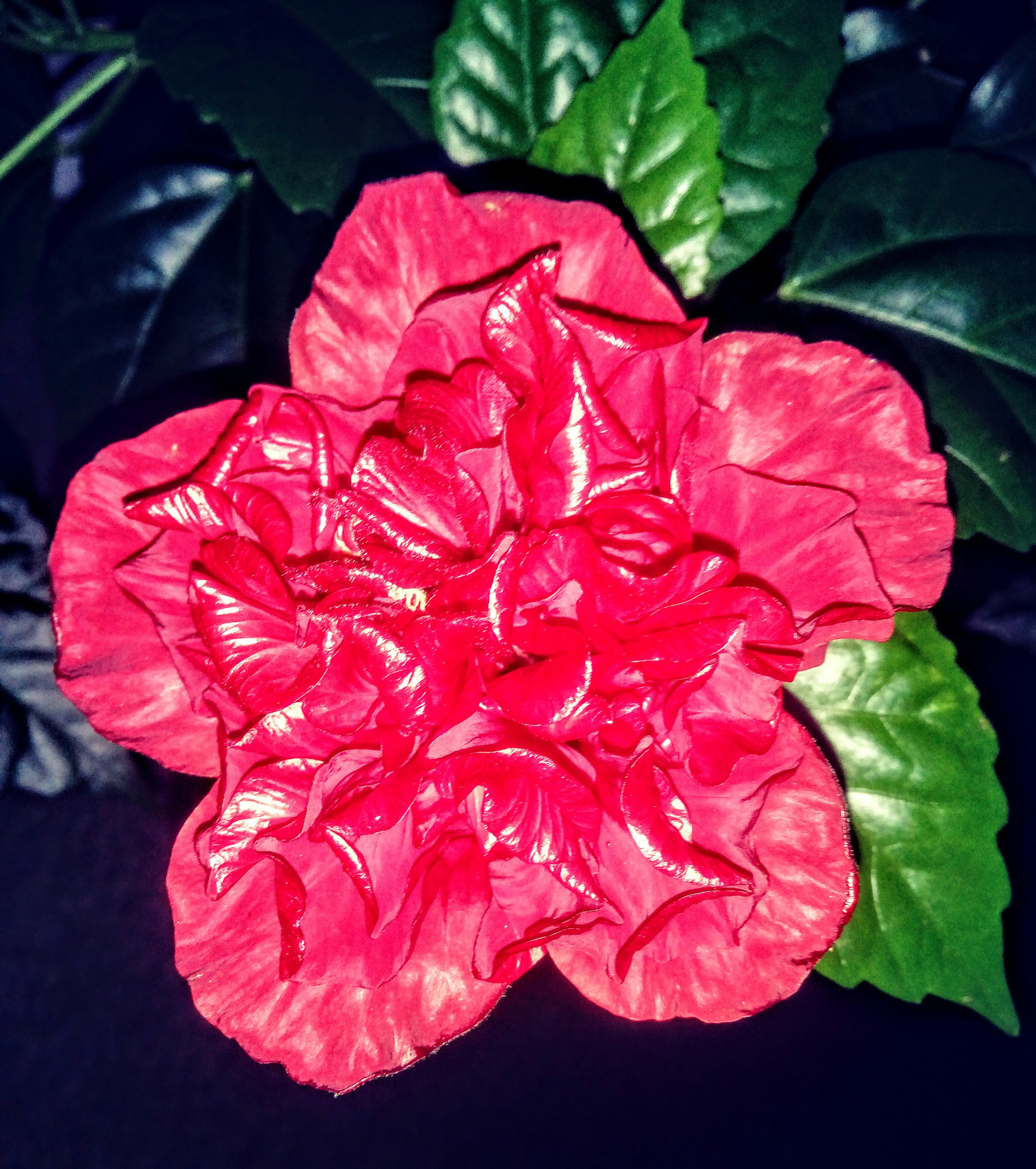 LG X POWER sample photo. Hibisco photography