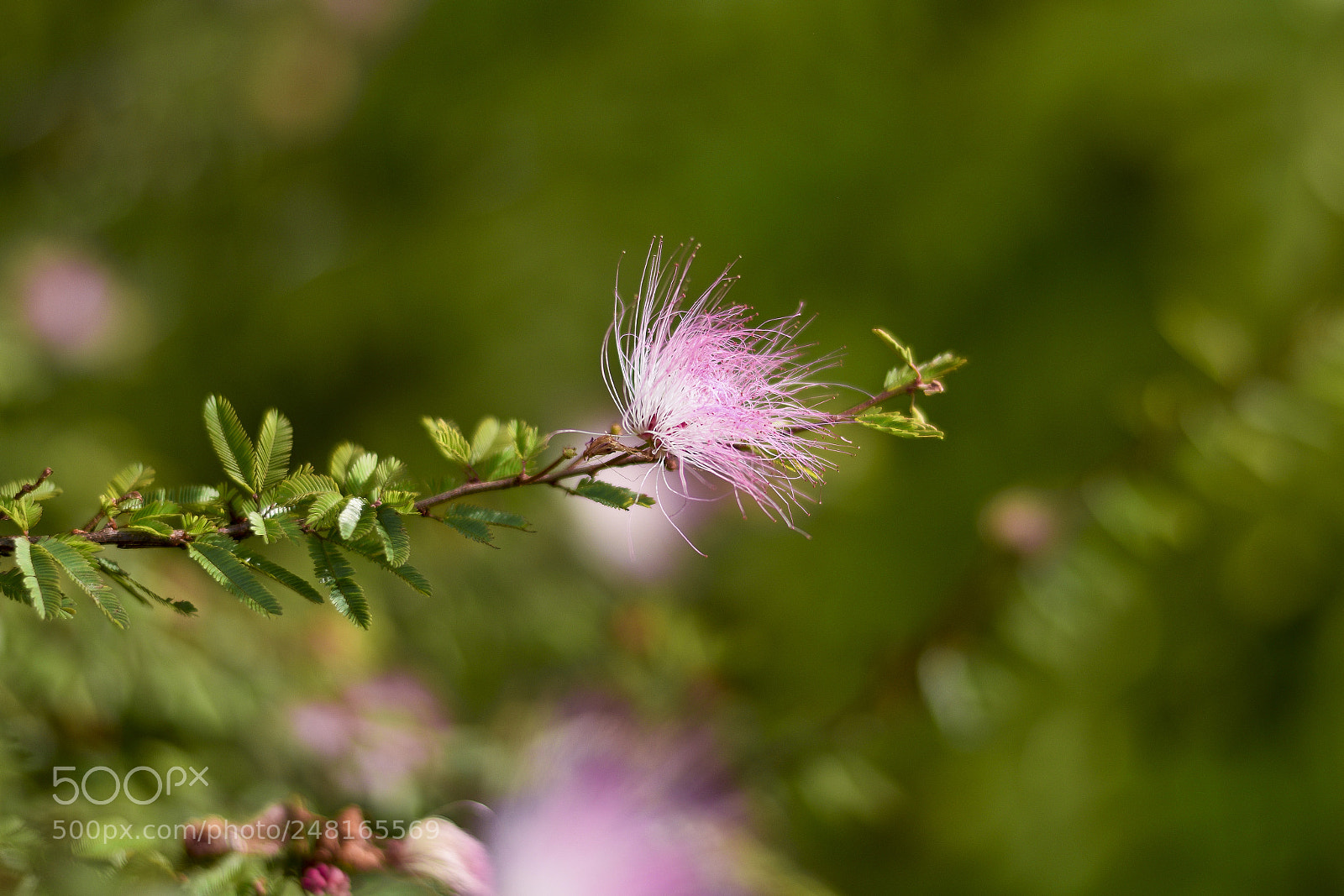 Nikon D5300 sample photo. Untitled photography