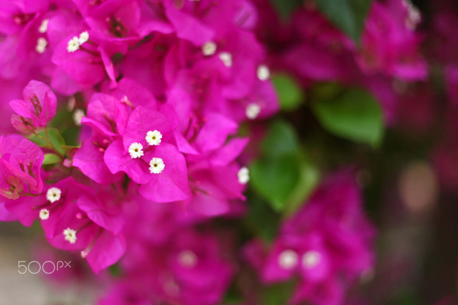 Canon EF 50mm F1.8 II sample photo. Bougainvillea spp. photography
