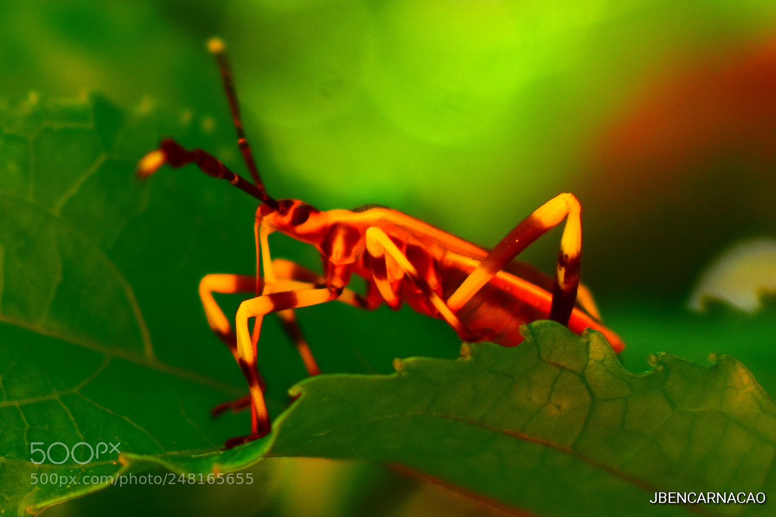 Nikon D5600 sample photo. Passion fruit insect photography
