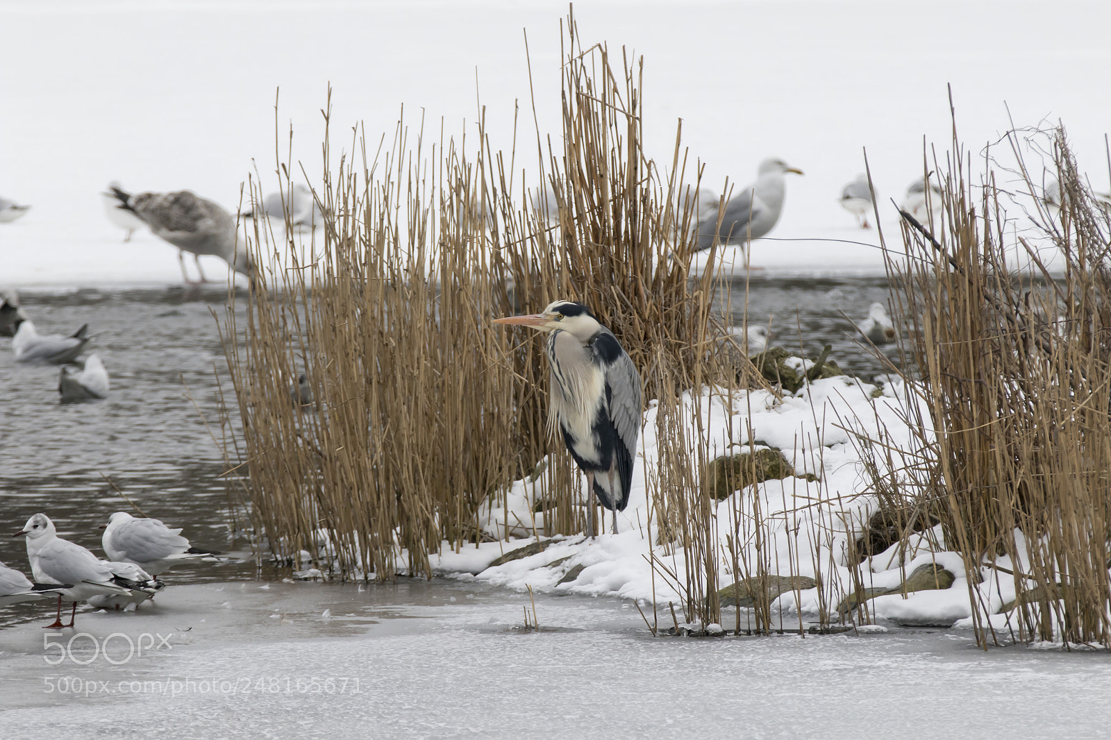 Canon EOS 7D Mark II sample photo. Mars photography