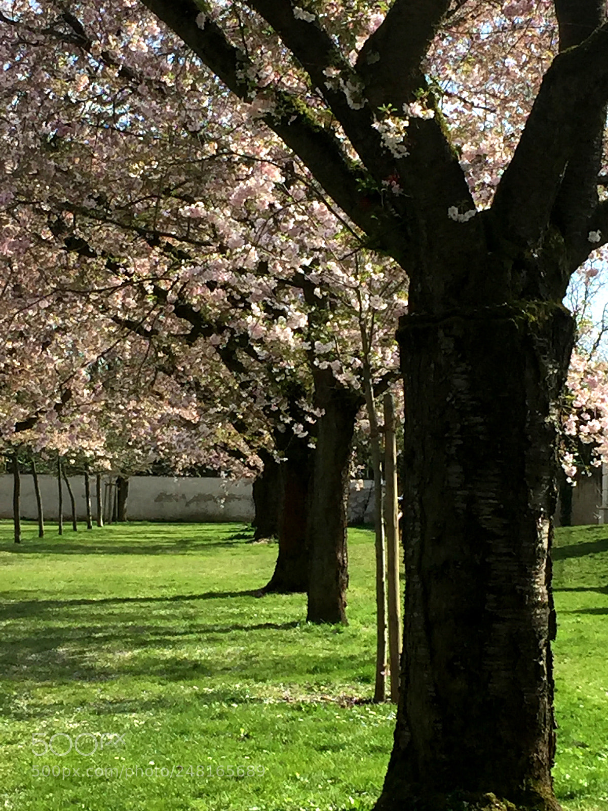 Apple iPhone 6 sample photo. Schloßgarten photography