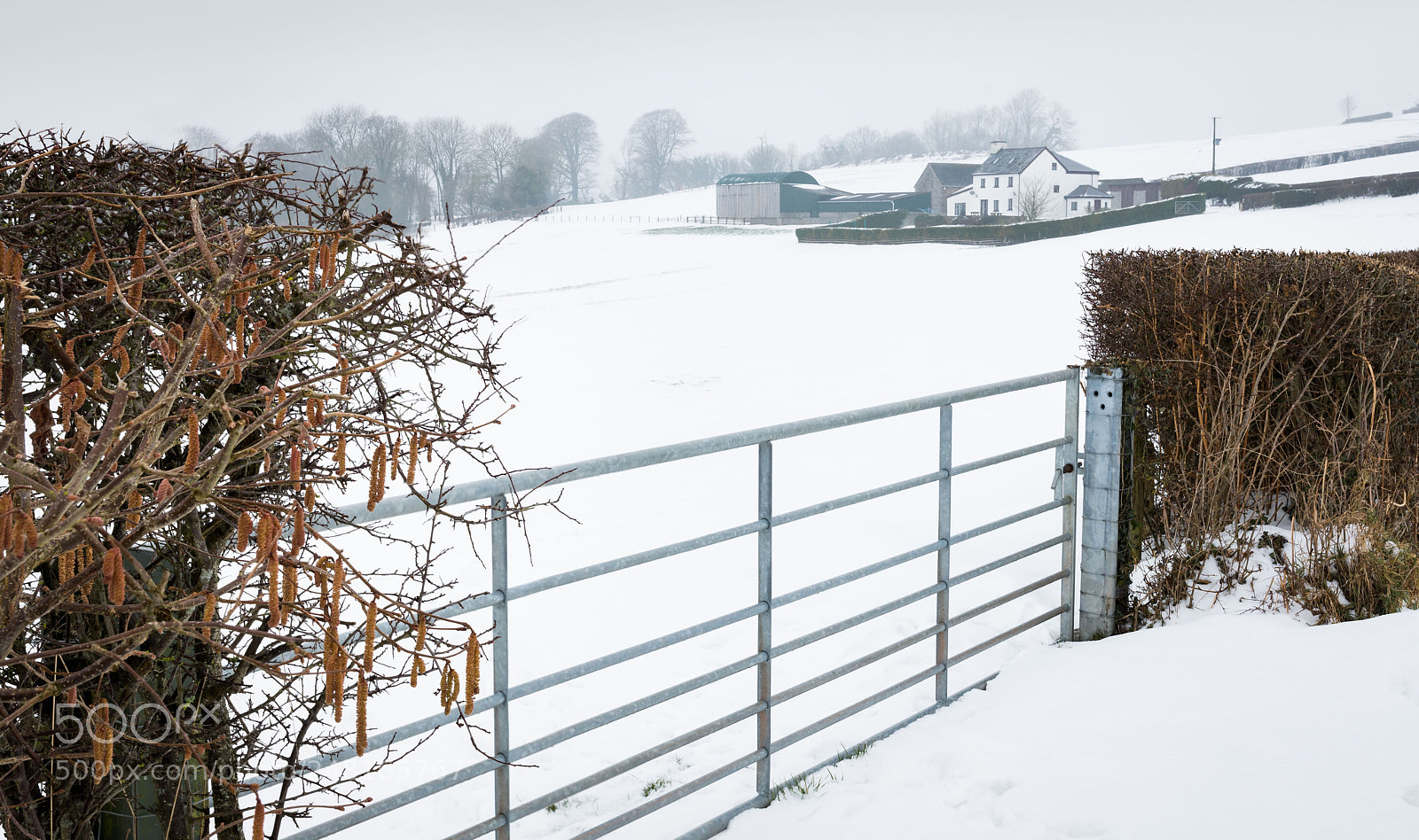 Nikon D7200 sample photo. Catkin gate photography