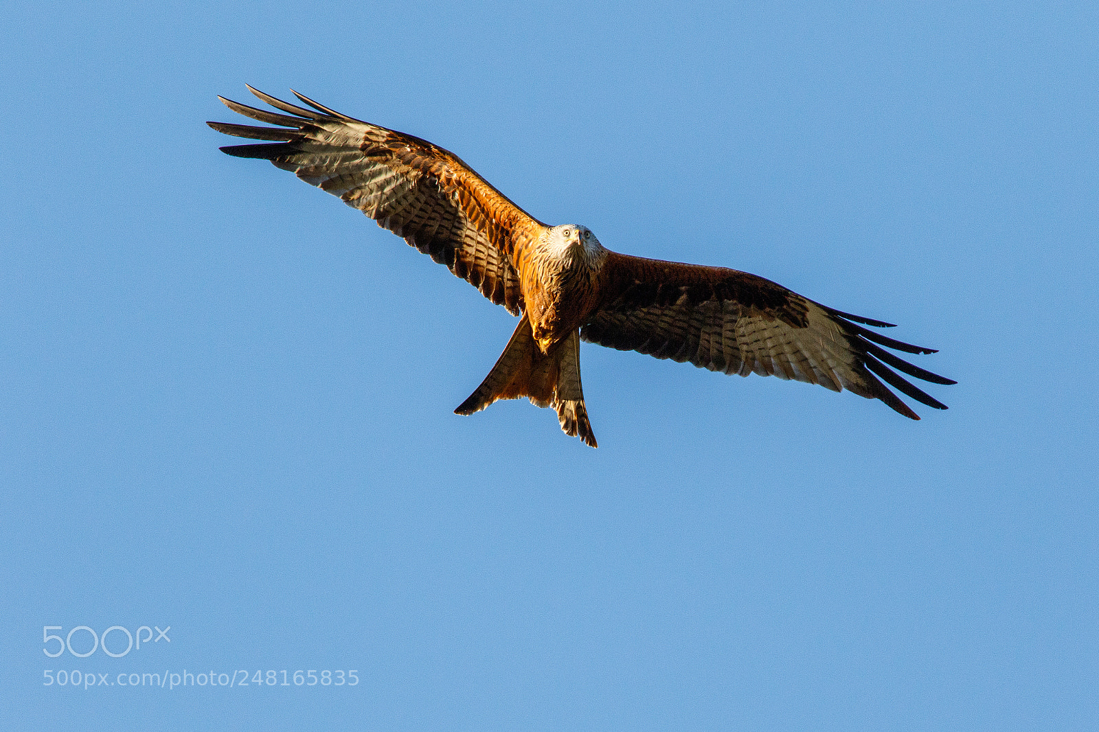 Canon EOS 7D Mark II sample photo. Red kite #3 photography