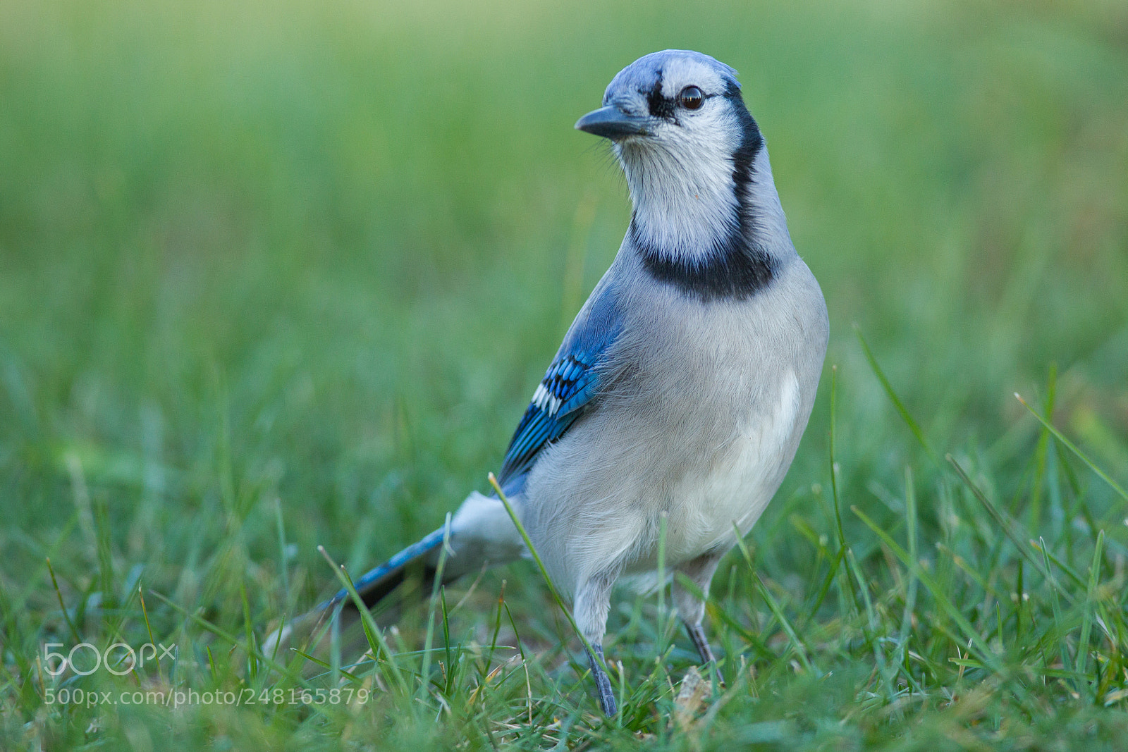 Canon EOS-1D Mark IV sample photo. Blue jay photography