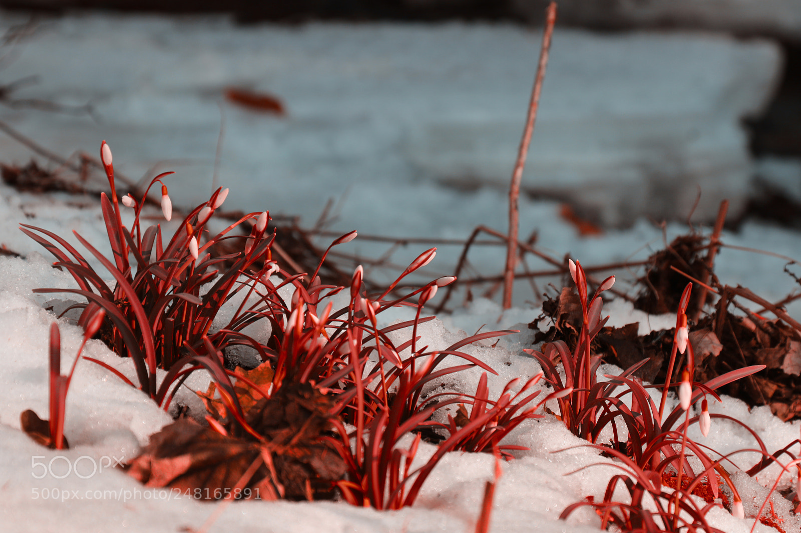 Canon EOS 7D Mark II sample photo. Redworld awakes photography
