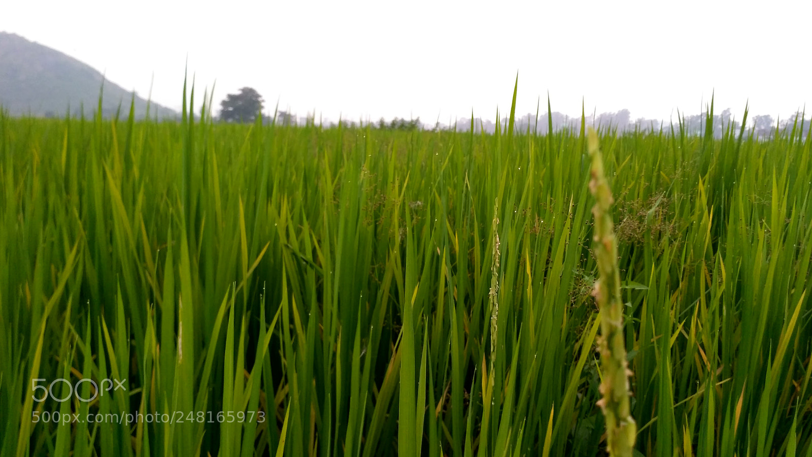 Xiaomi Redmi 3S sample photo. Hdr photography