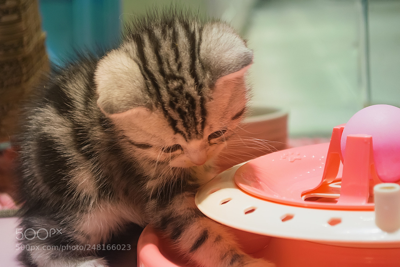 Nikon D5300 sample photo. 动物#虎斑猫 photography