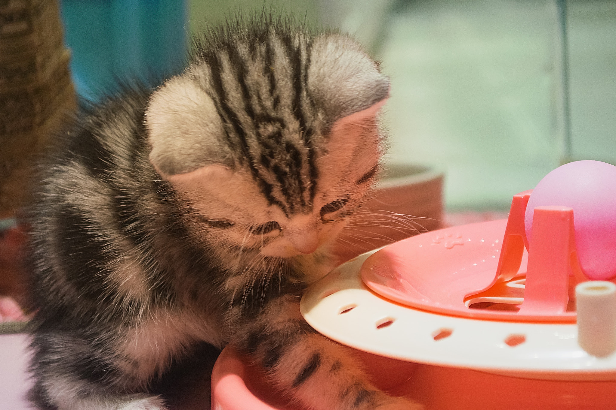动物#虎斑猫
