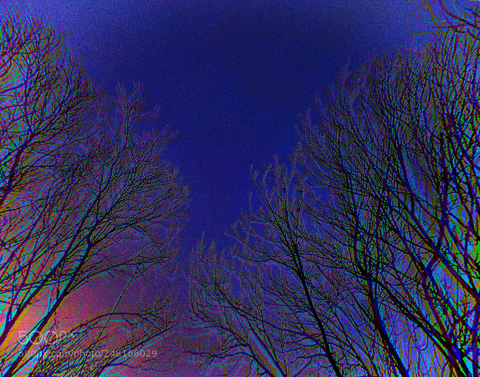Canon EOS 700D (EOS Rebel T5i / EOS Kiss X7i) sample photo. Arty trees photography