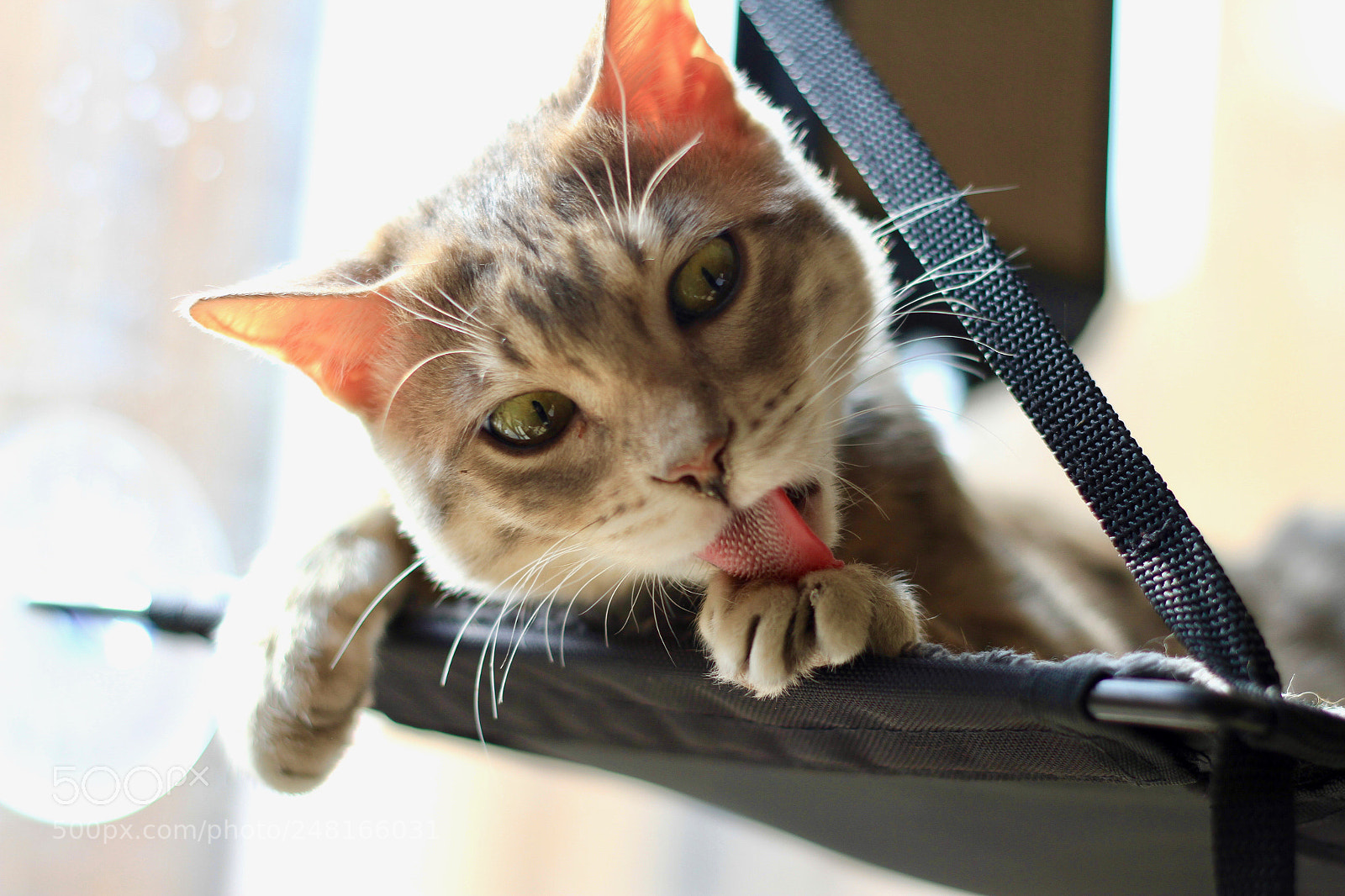 Canon EOS 7D sample photo. I'm grooming. photography