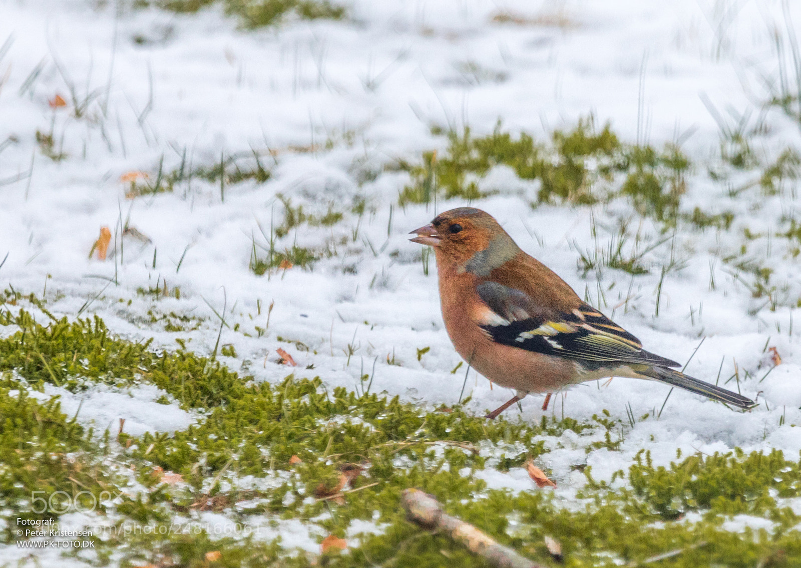 Canon EOS 6D Mark II sample photo. Bird photography