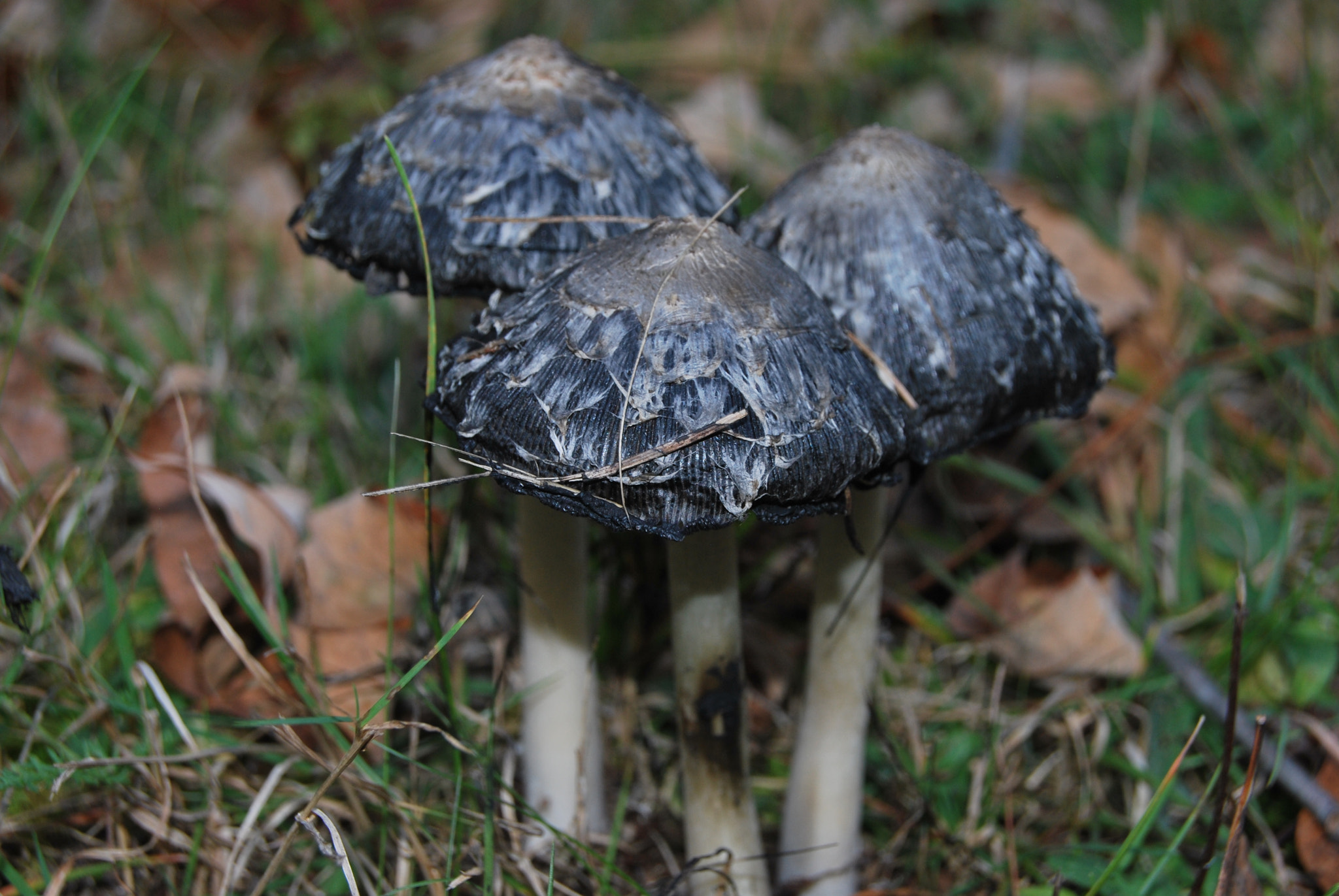 Nikon D60 sample photo. Mushrooms photography