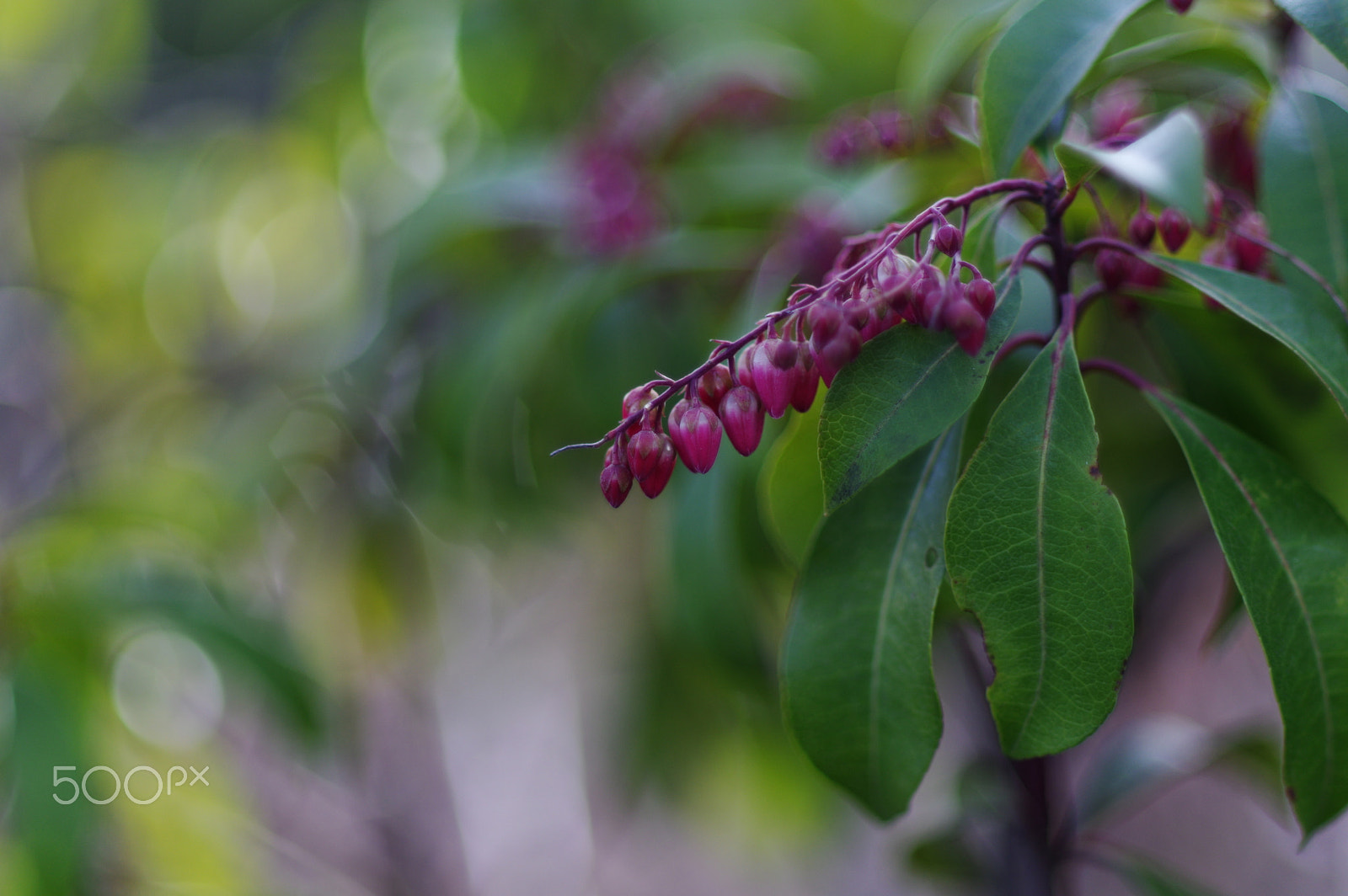 Pentax K-3 sample photo. Roadside flowers photography