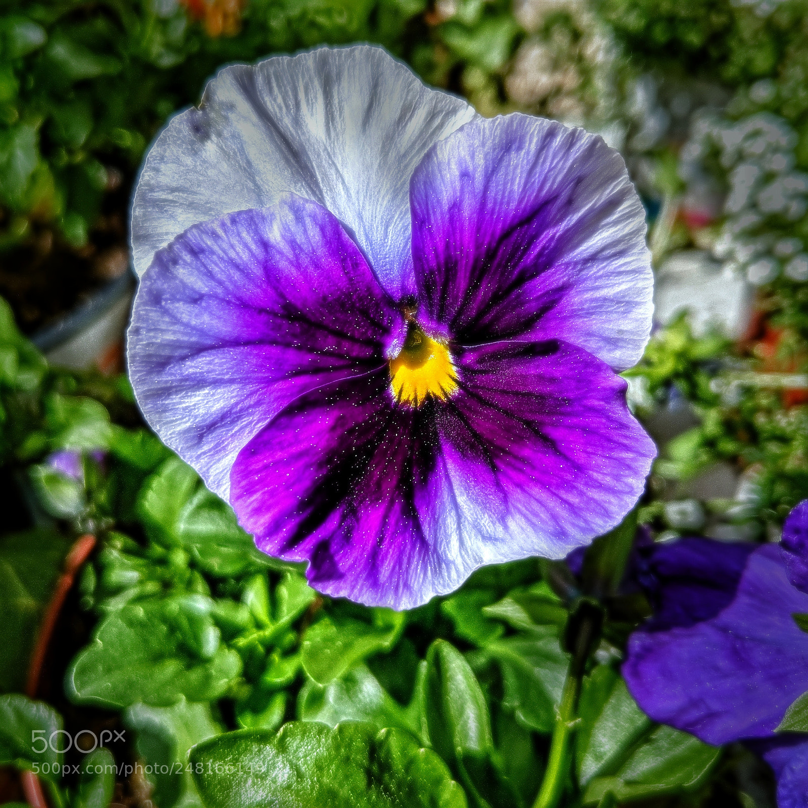 Google Pixel 2 XL sample photo. Mvimg_20180304_110050-01.jpg photography