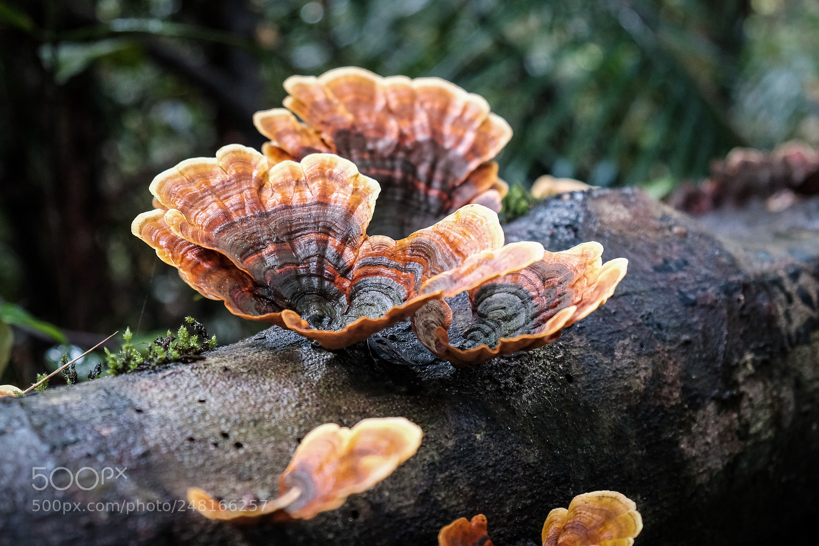 Fujifilm X-T2 sample photo. Forest mushroom live on photography