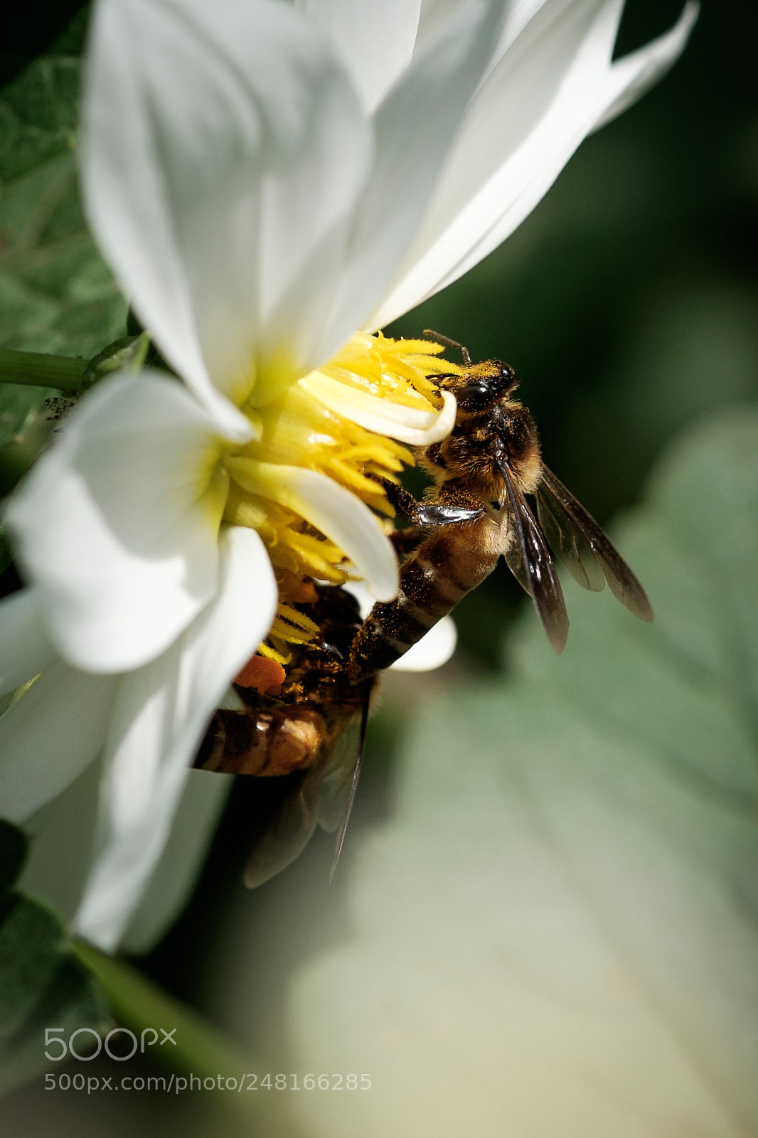 Fujifilm X-T1 sample photo. Pollen photography