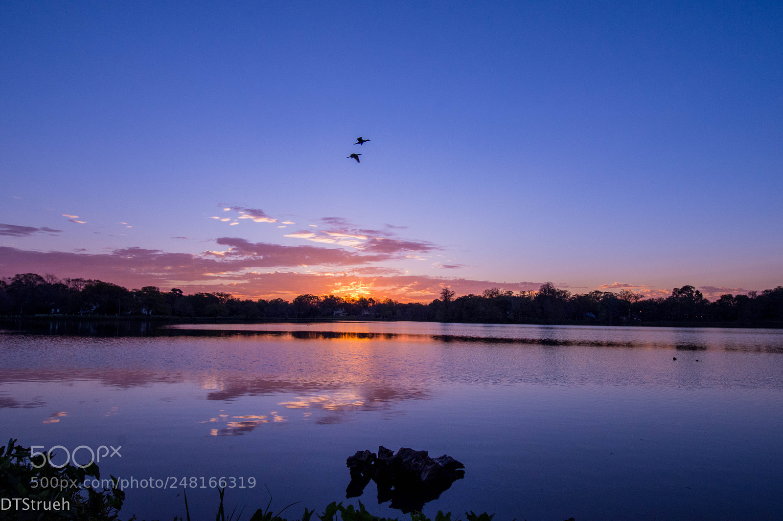 Nikon D7200 sample photo. Birds in flight photography