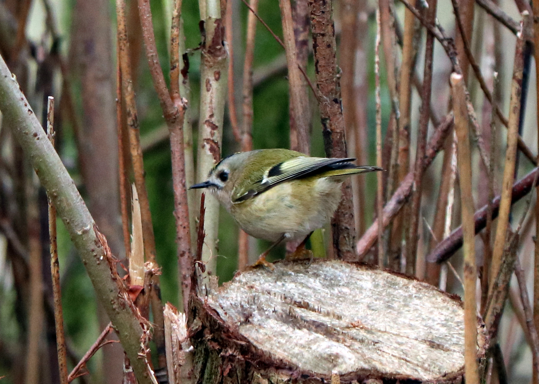 Canon EF 70-300 F4-5.6 IS II USM sample photo. Busy goldcrest photography