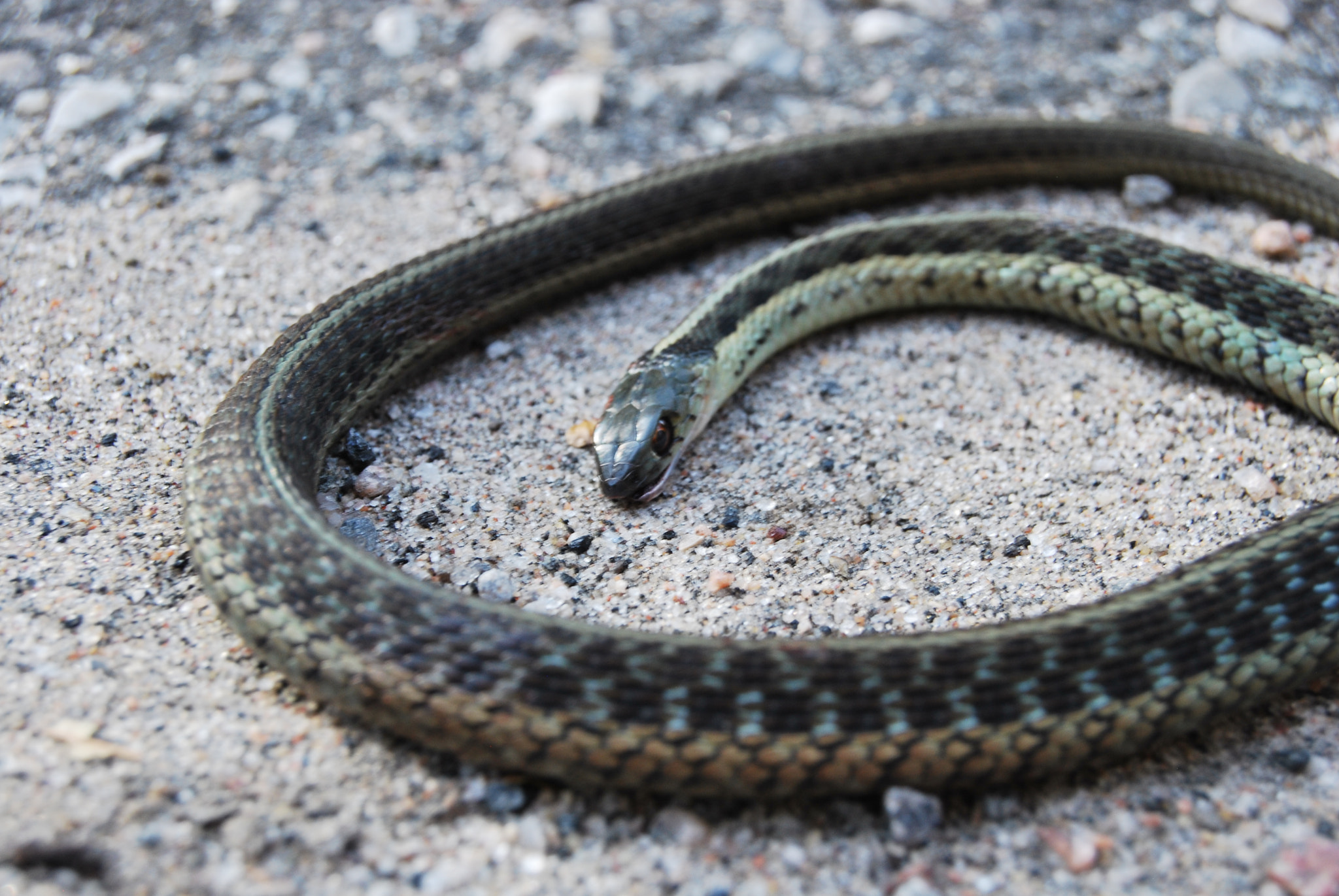 Nikon D60 sample photo. Coiled snaked photography
