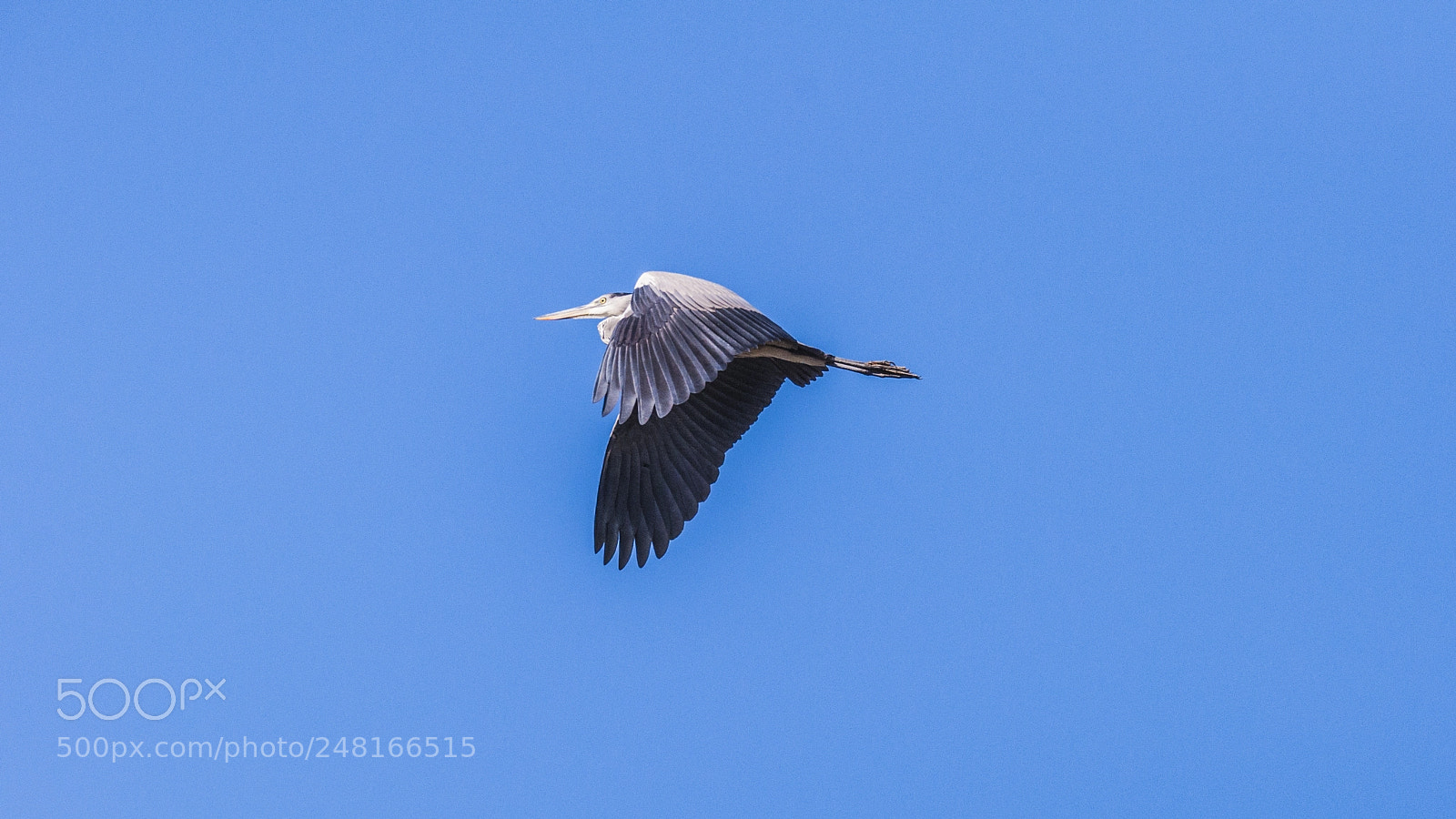 Nikon D90 sample photo. Ardea cinerea photography