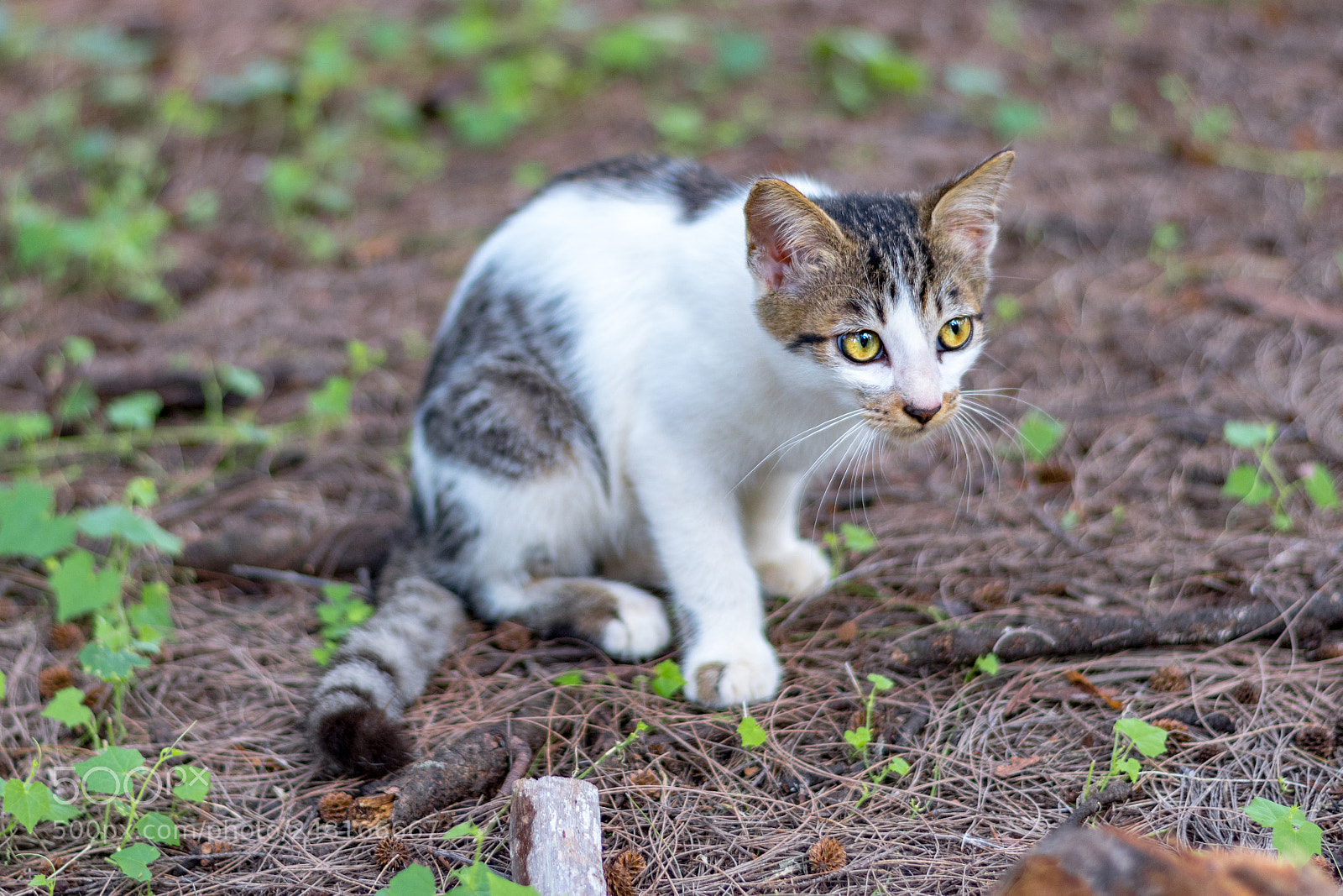 Nikon D5500 sample photo. Cat in the park photography