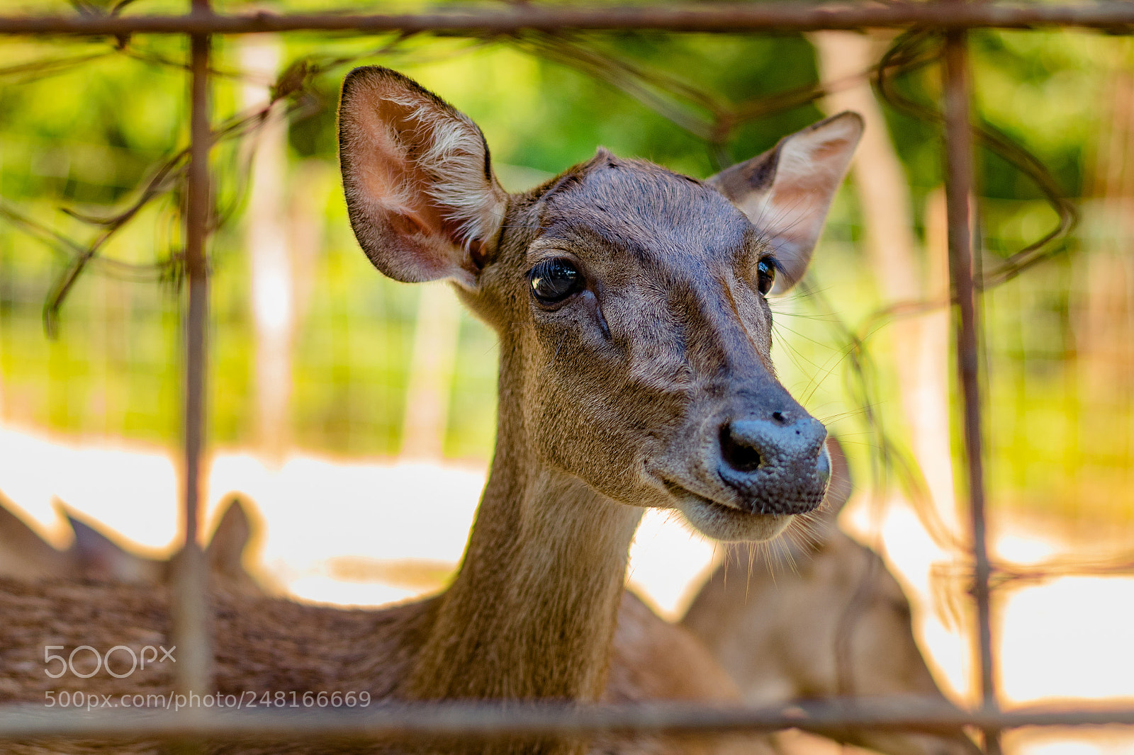 Nikon D5500 sample photo. Deer frame photography