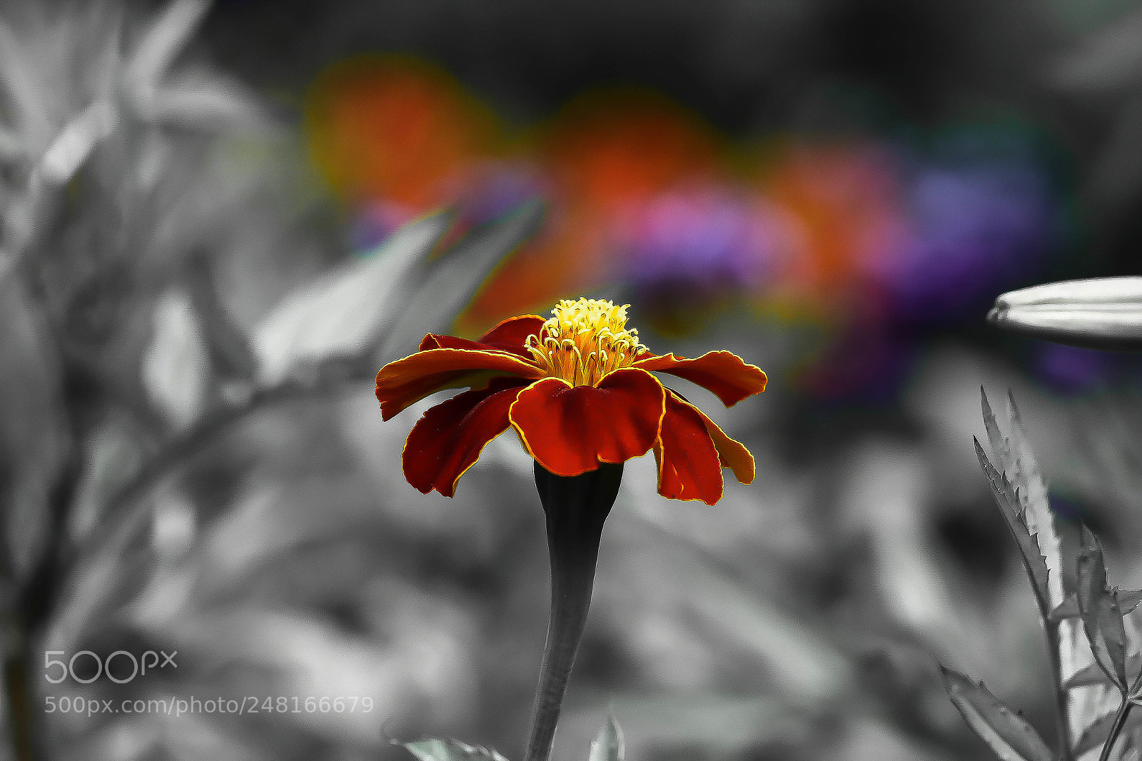 Canon EOS 60D sample photo. The beacon photography