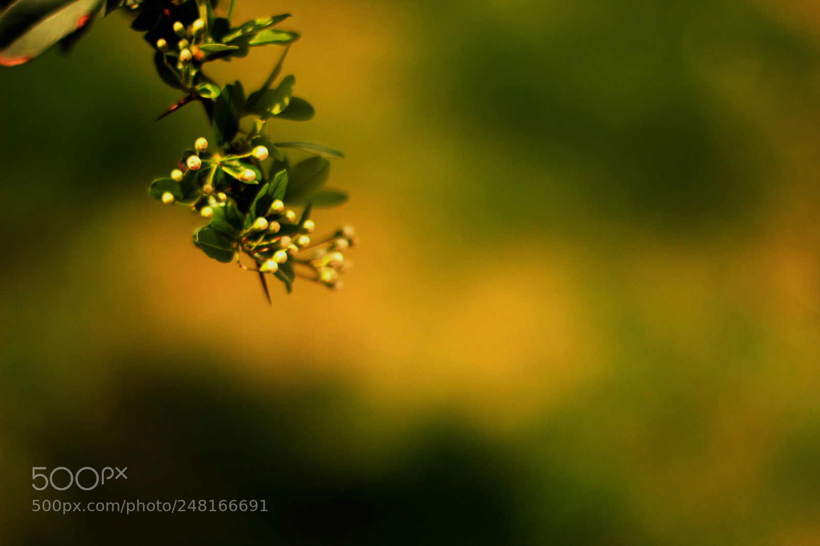 Canon EOS 60D sample photo. Leftyy photography