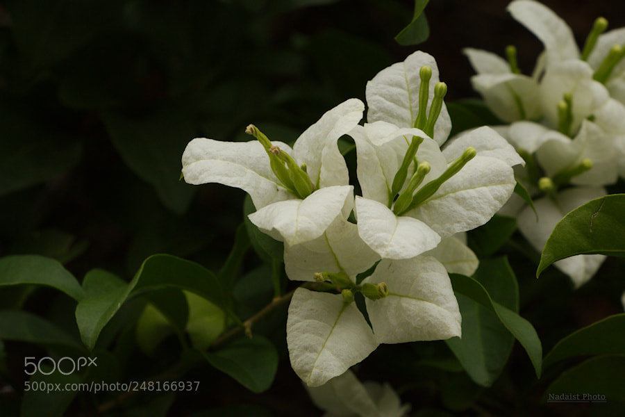 Canon EOS 700D (EOS Rebel T5i / EOS Kiss X7i) sample photo. Fleur photography