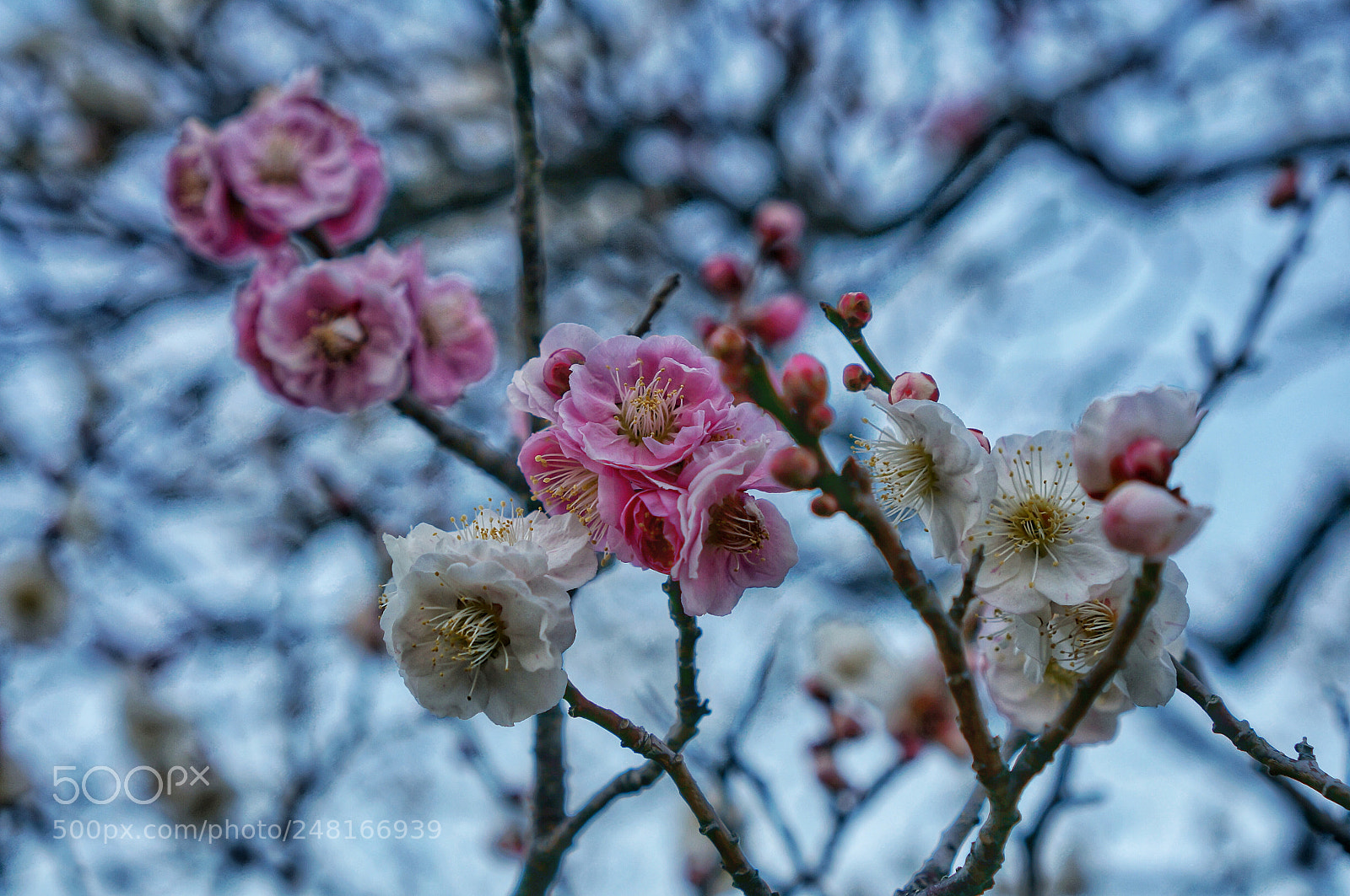 Sony Alpha NEX-5T sample photo. Feel a breath of photography