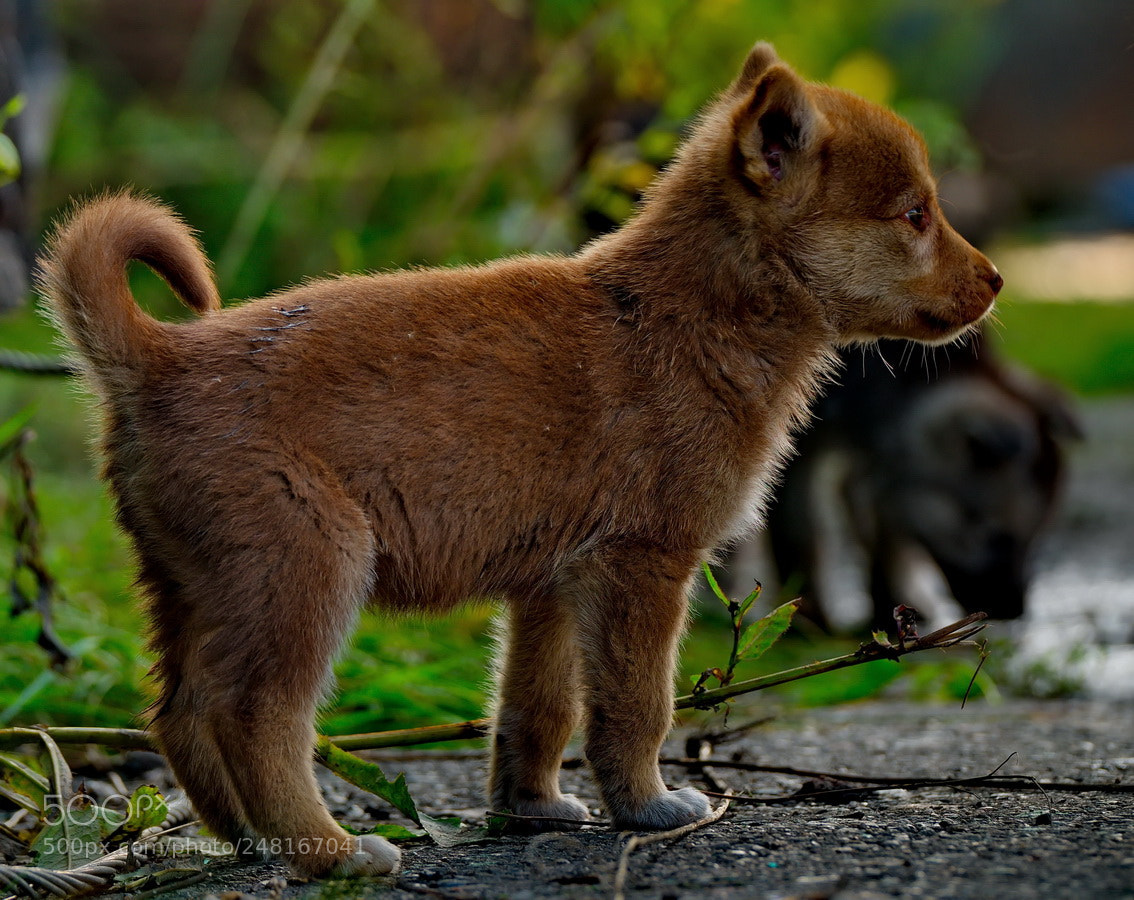 Fujifilm X-T1 sample photo. *** photography