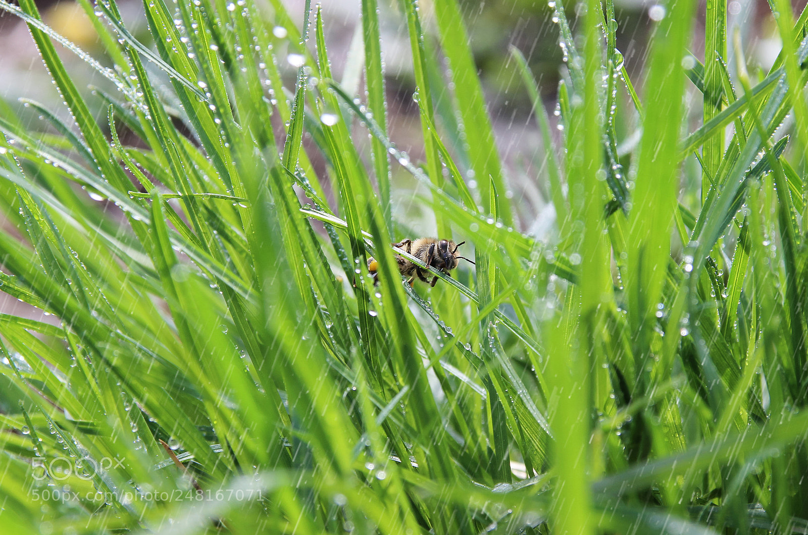 Canon EOS 600D (Rebel EOS T3i / EOS Kiss X5) sample photo. Bee and rain photography