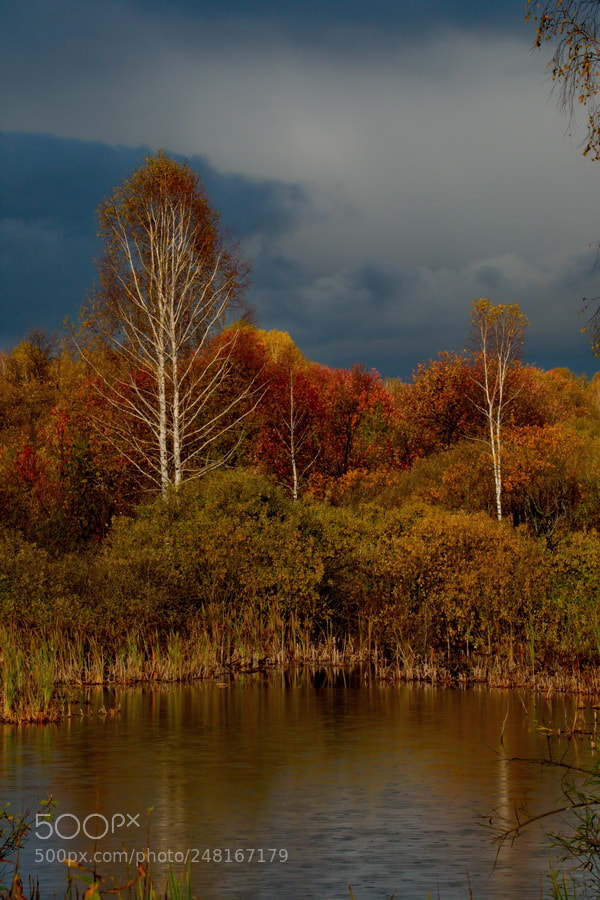 Fujifilm X-T1 sample photo. Russia. autumn forest in photography